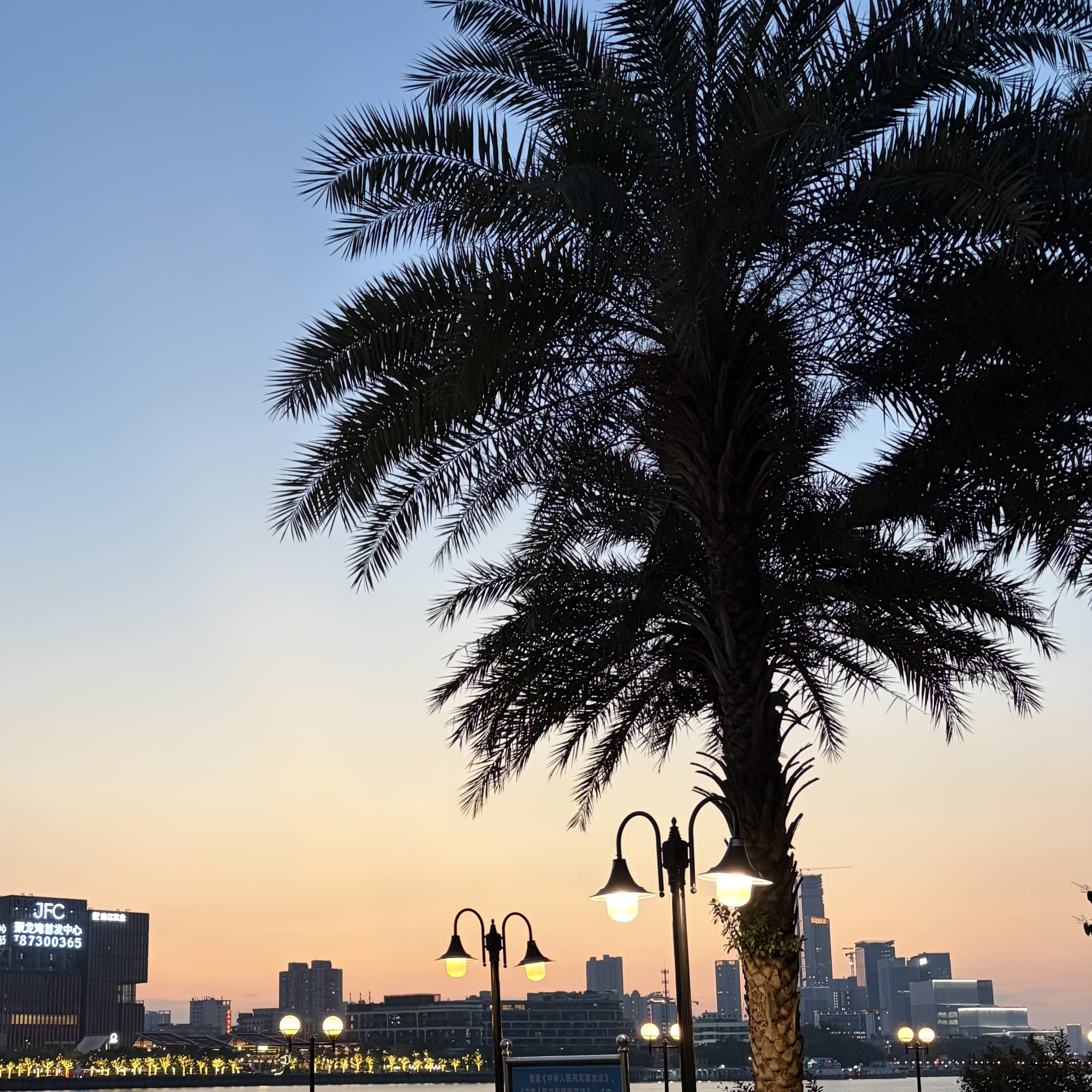 Palm tree on the bank of Zhujiang river, with modern buildings in the background