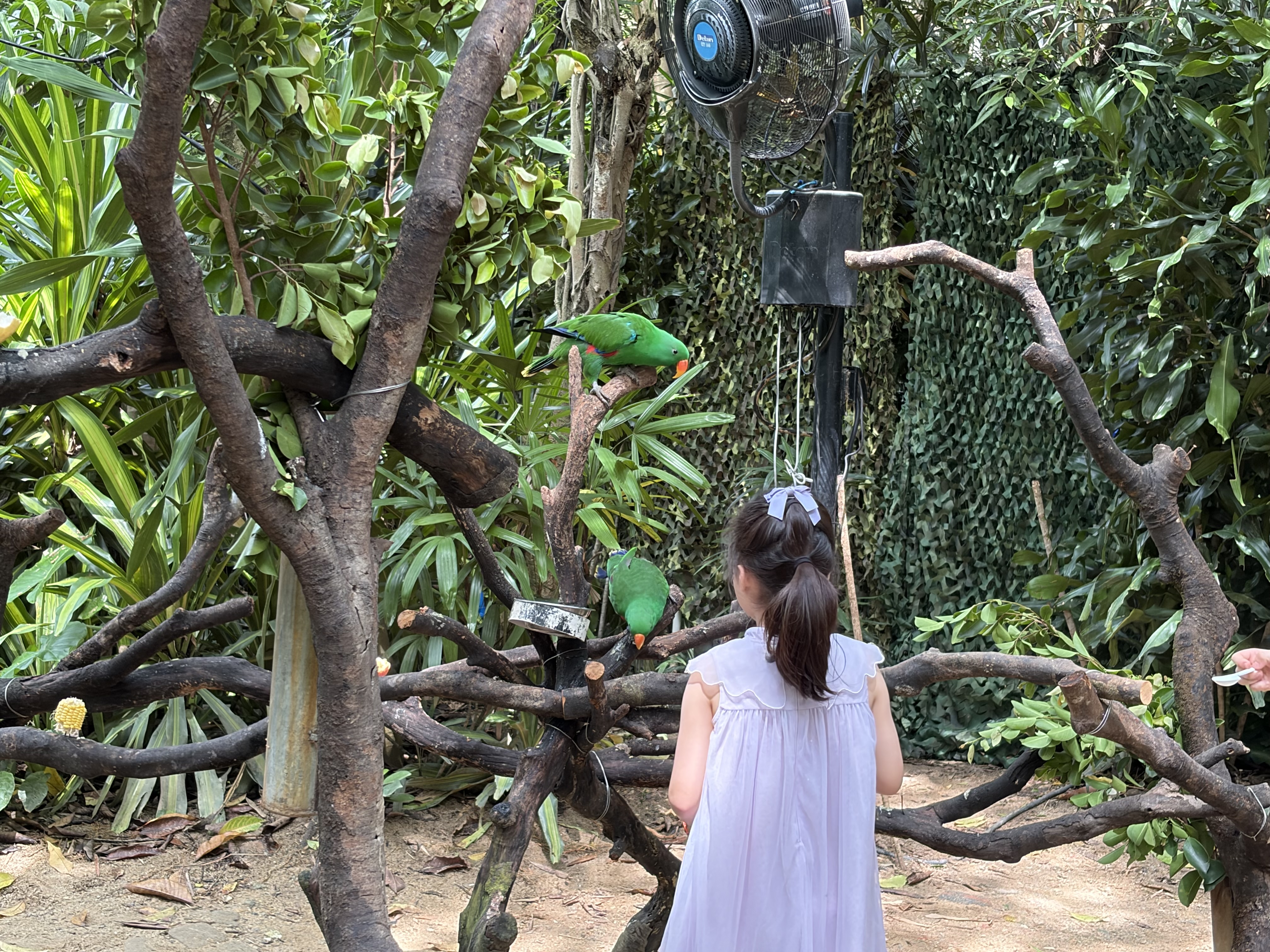 A woman in a lavender dress feeds a bright green parrot perched on a branch in a lush, leafy enclosure. Another green parrot is partly visible below.