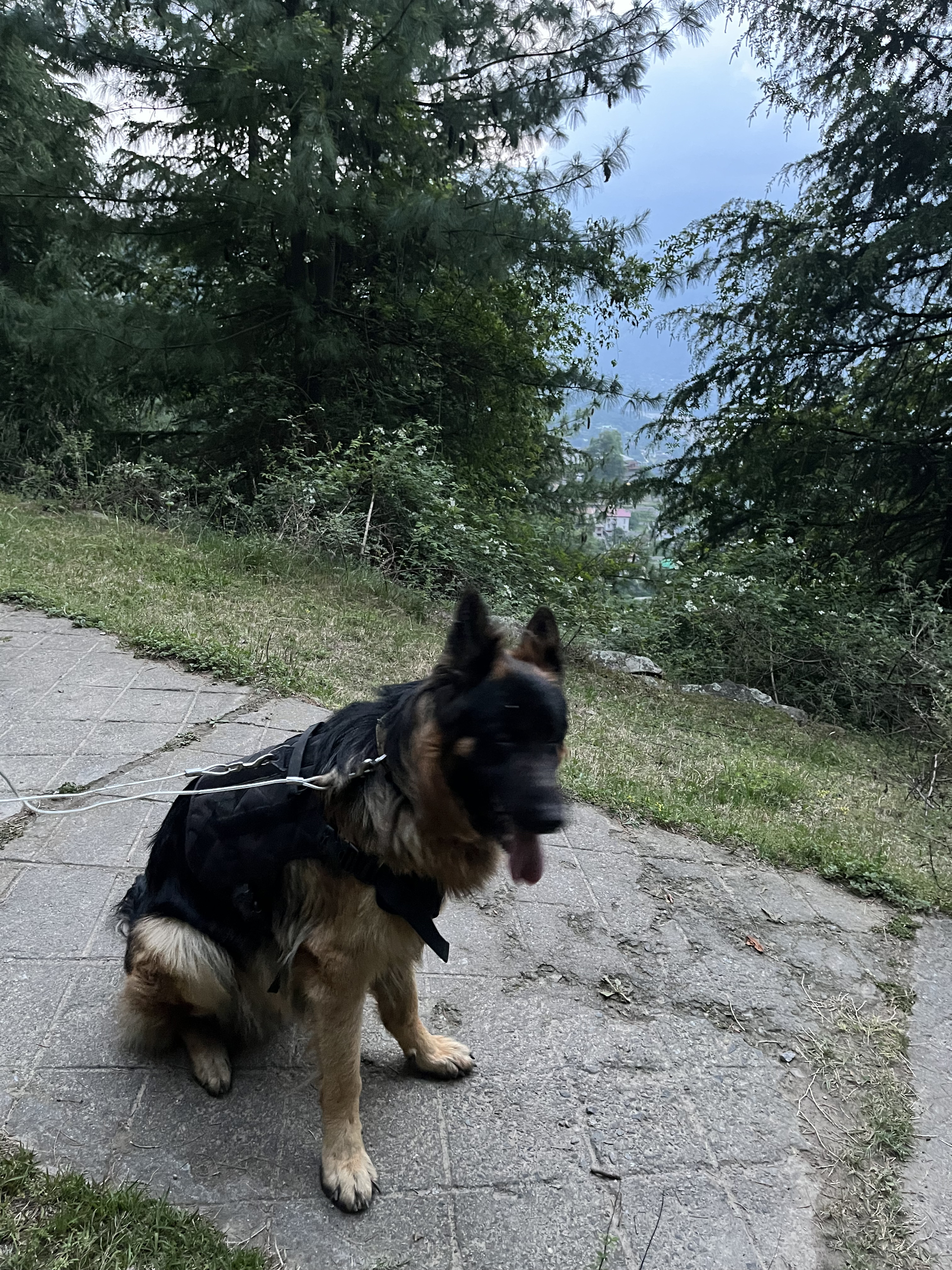 Rambo, my neighbour dog