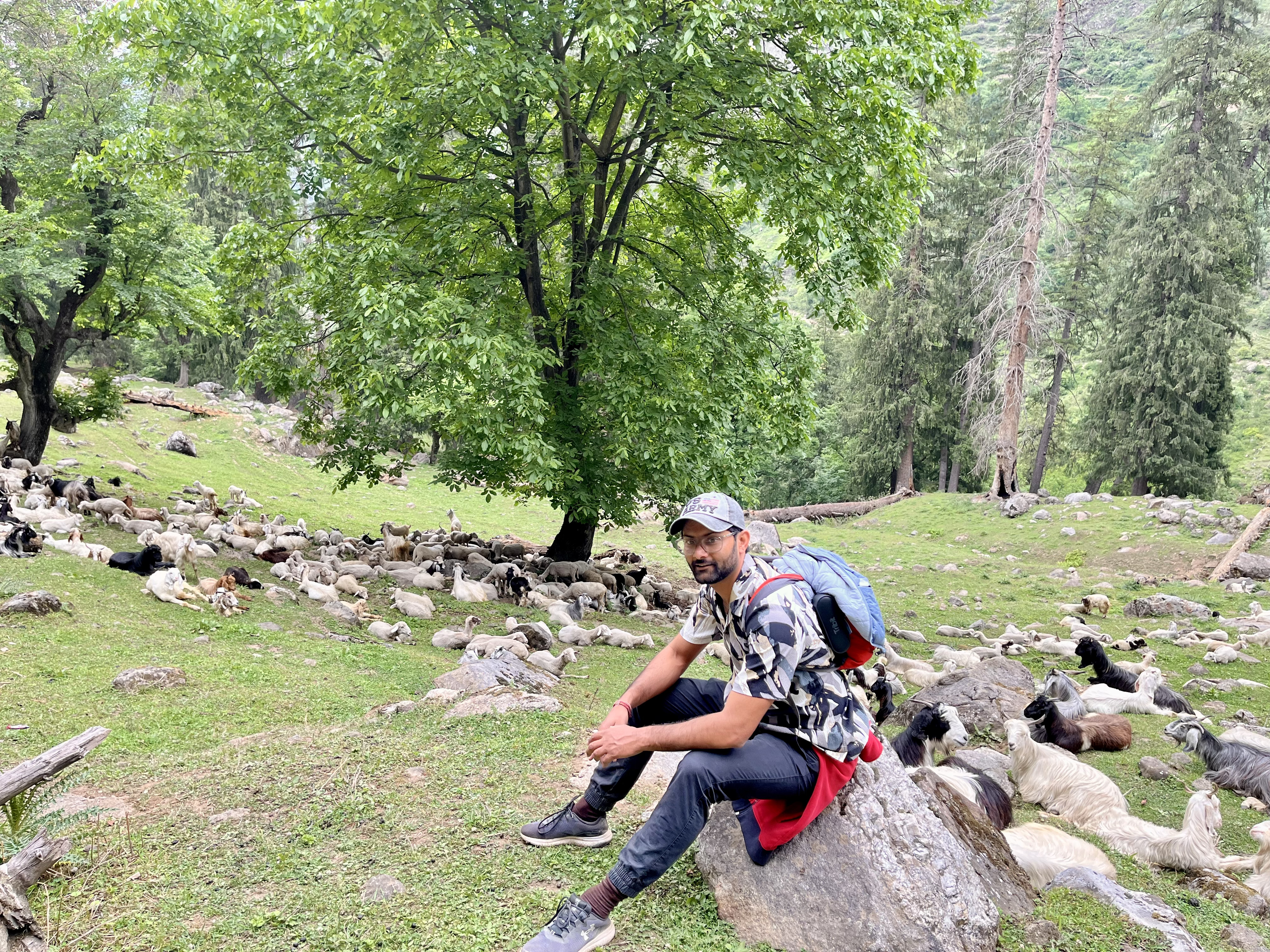 plenty of goats at Kheerganga campsite 