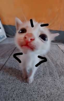 Sticker para tarjeta de Meme gatito con cejas