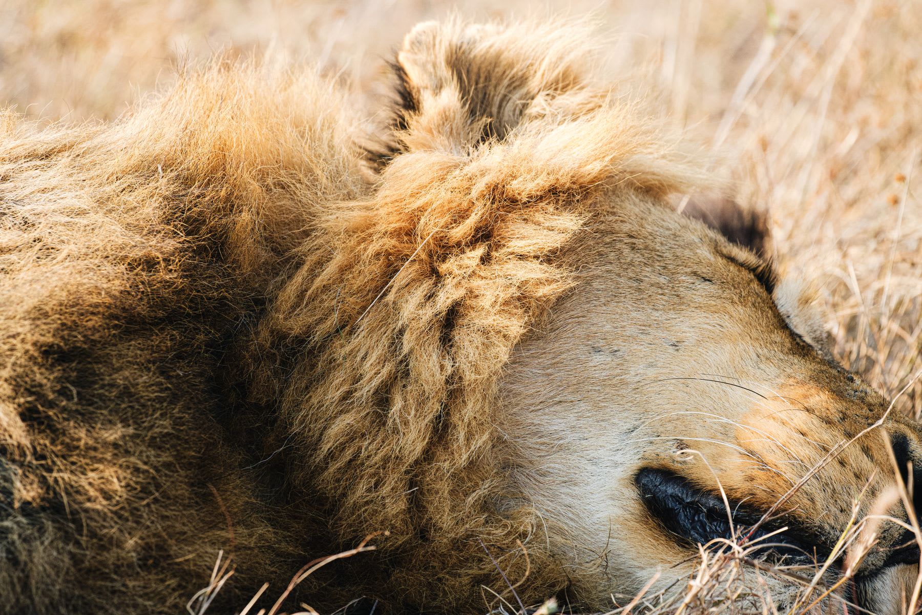 A lion lying on the brown grass on a sunny day.