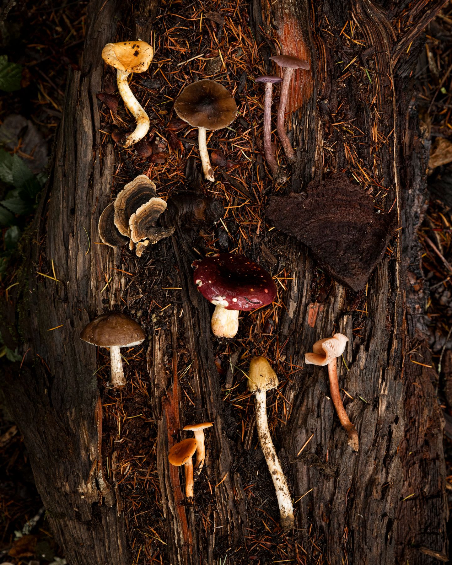 Various types of mushrooms are arranged on top of a forest log.