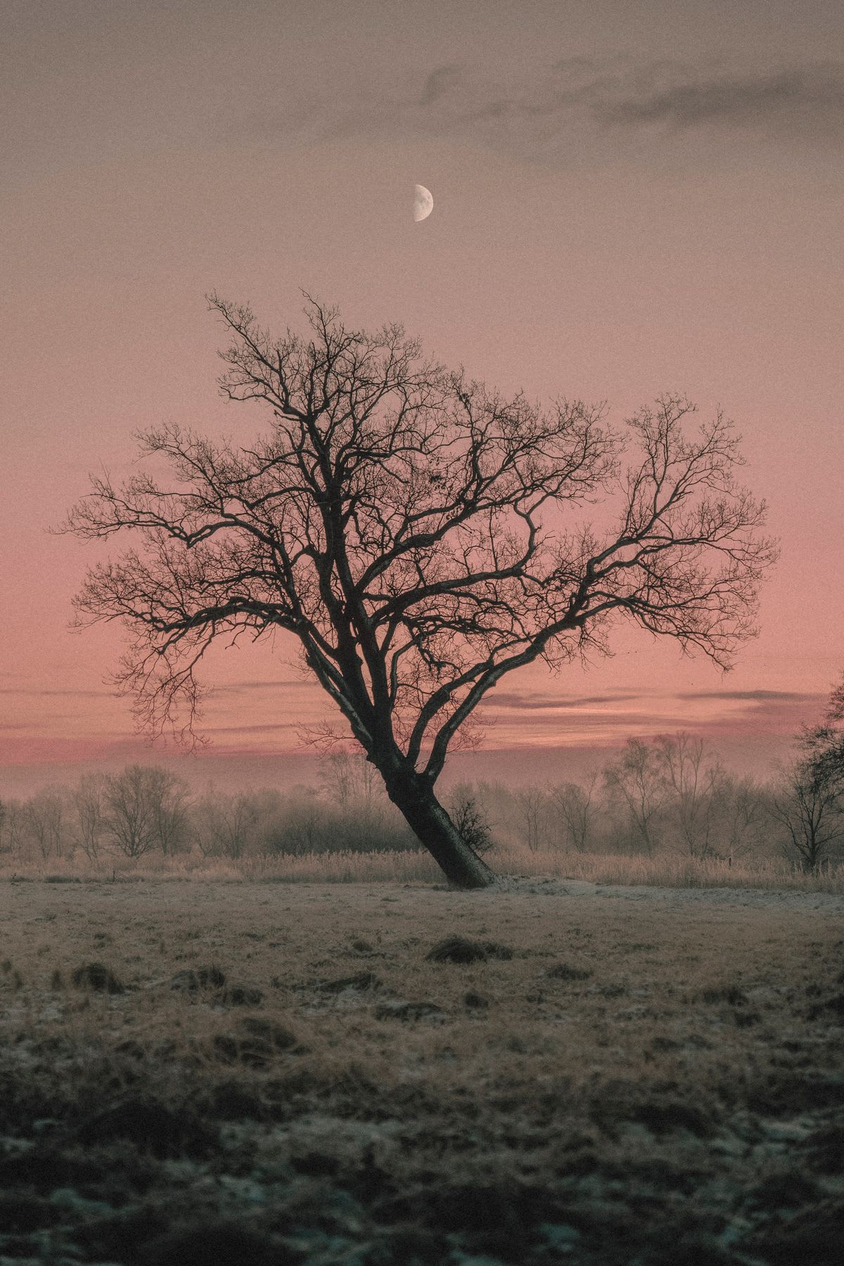 A lone tree with bare branches under a pinkish twilight sky and a half-moon.