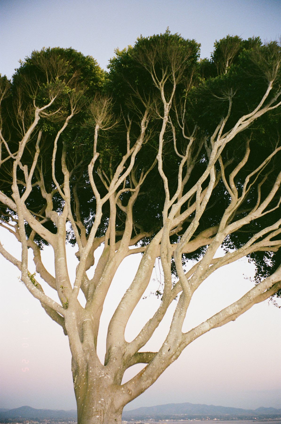 A low-angle shot captures the stunning network of pale, smooth branches and the lush green foliage of a large tree.