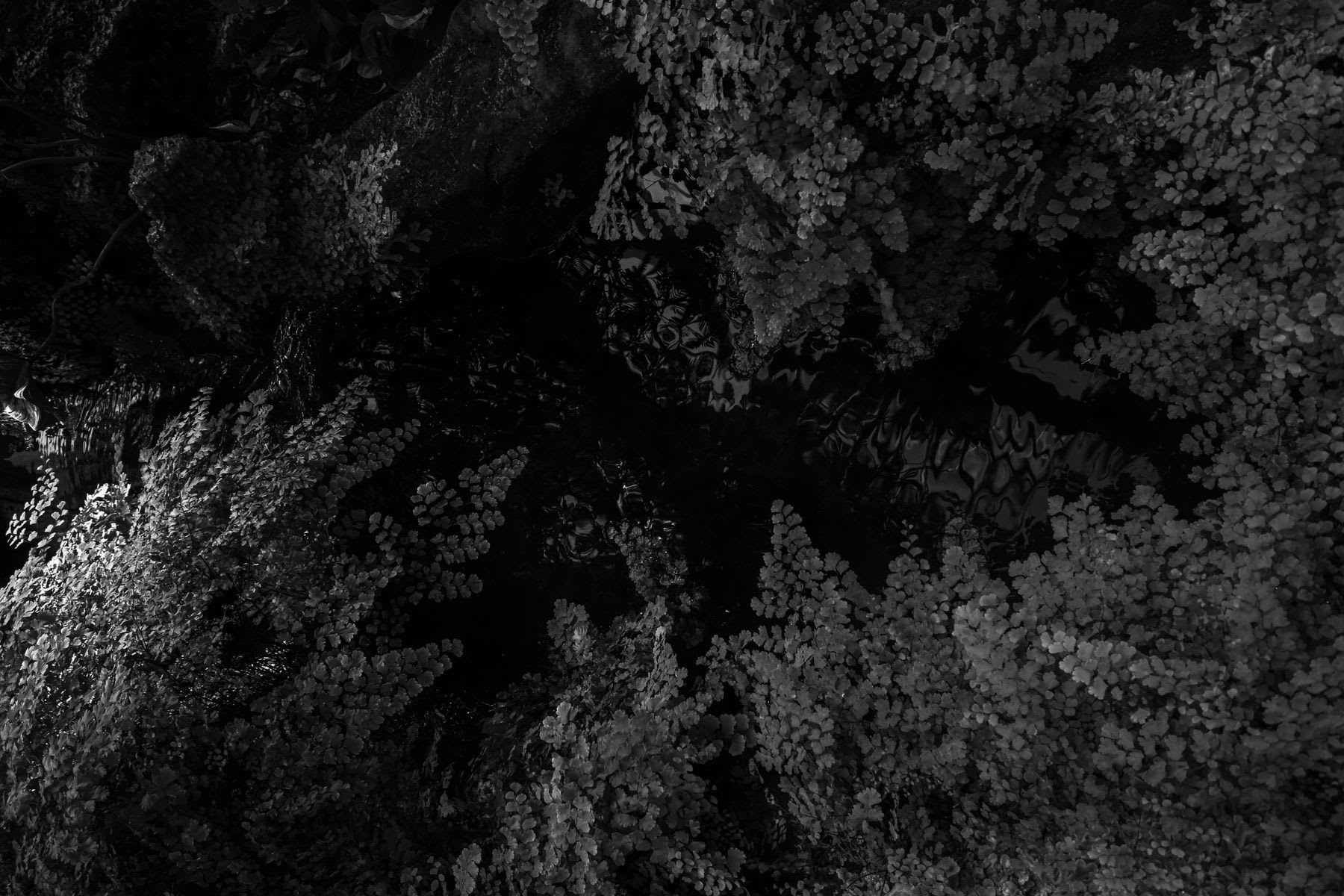 Black and white of tree leaves in a deciduous forest at night.