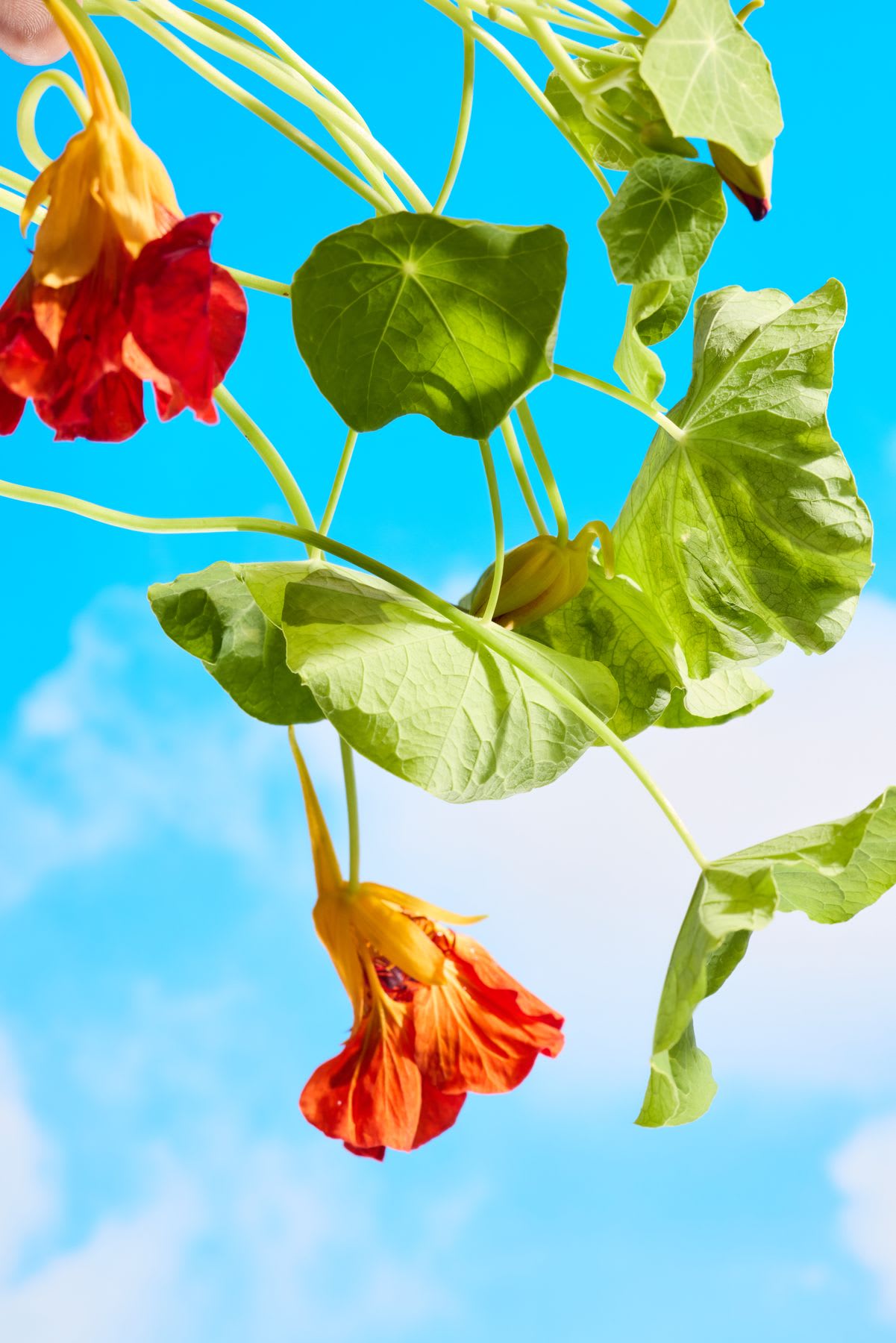 A vibrant bunch of red and orange nasturtium flowers with their green leaves hangs against a bright blue sky.