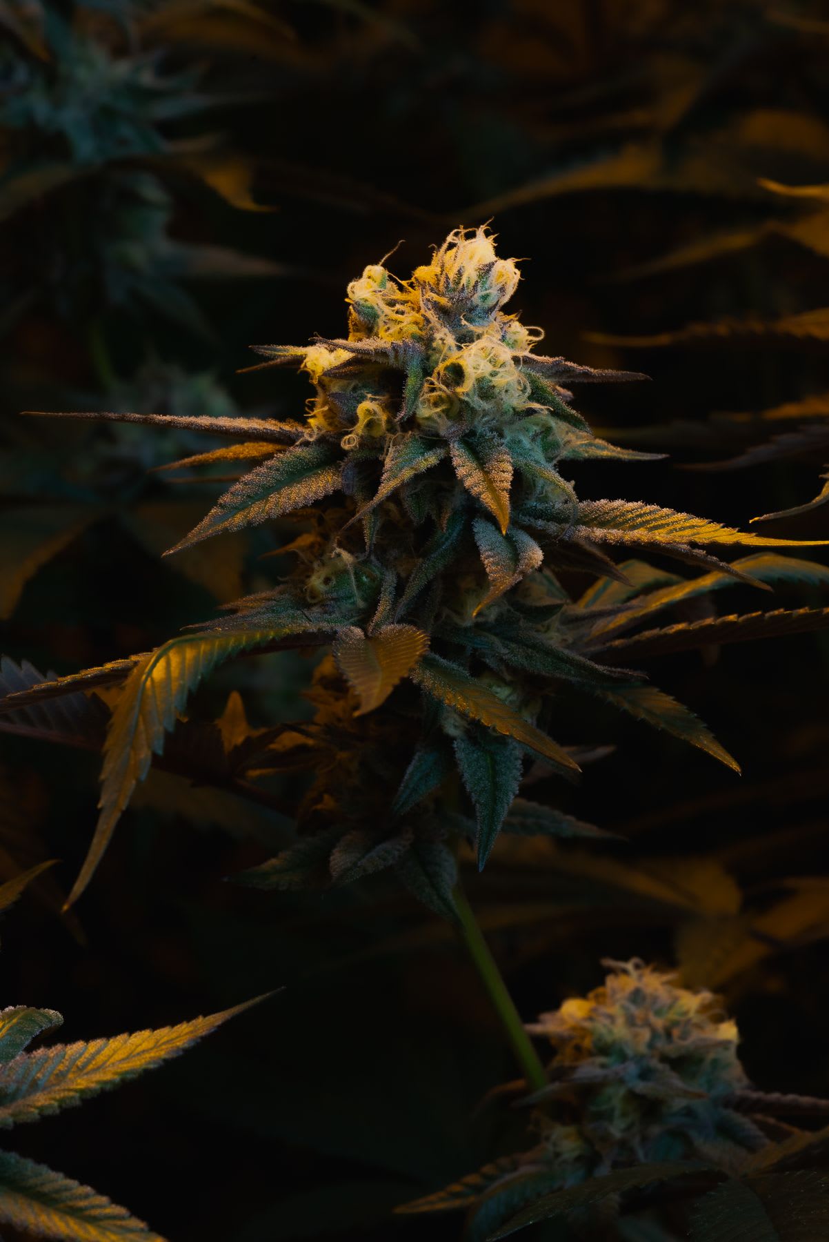 Close-up of cannabis buds with a frosty coating, illuminated by soft light.