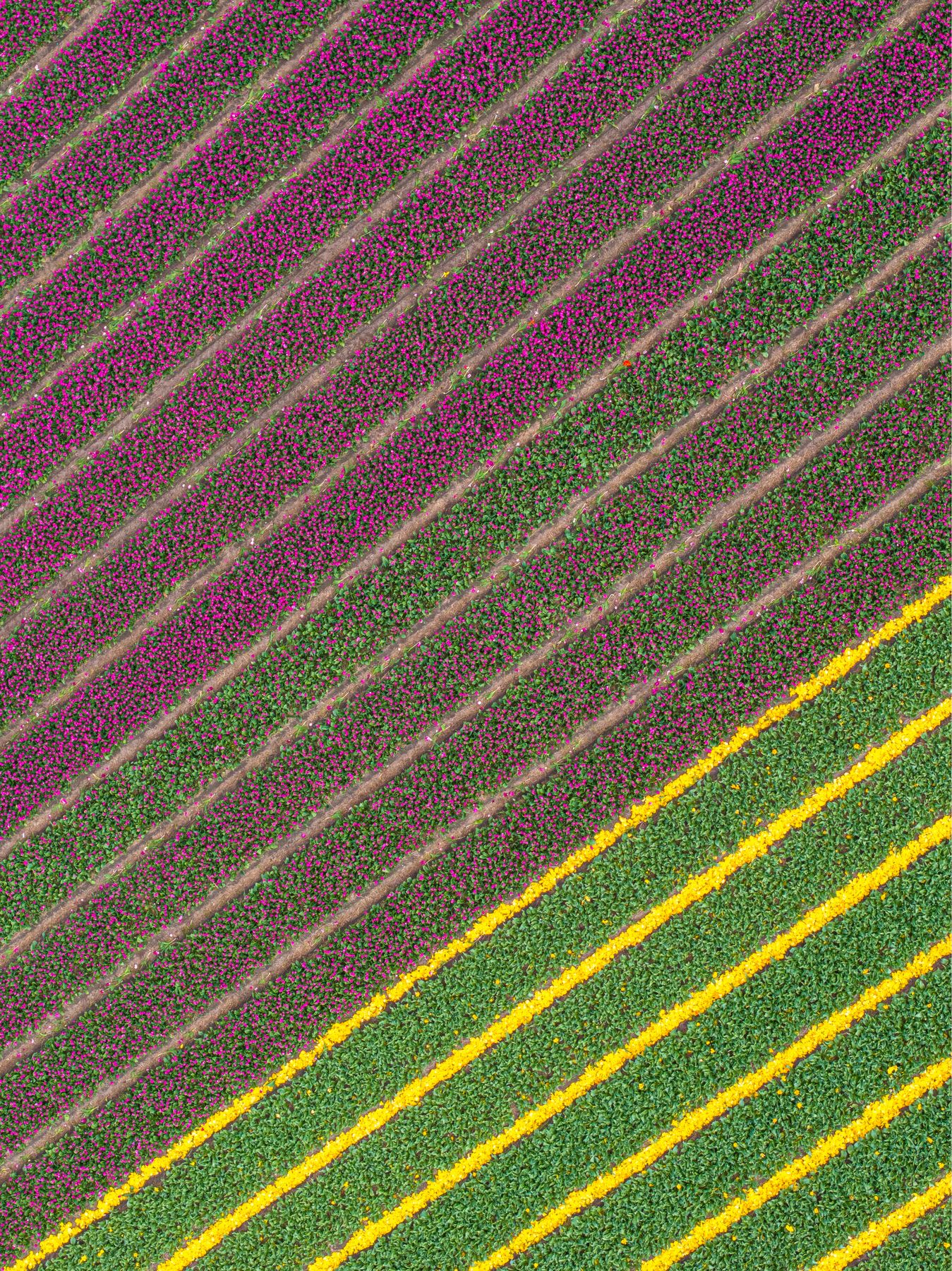 An aerial view of some fields full of flowers