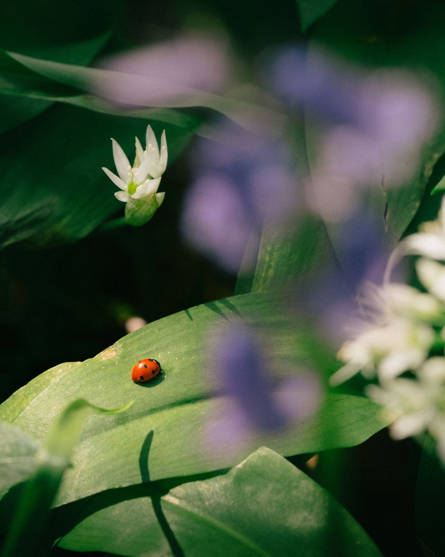 A ladybug on a green leaf with flowers