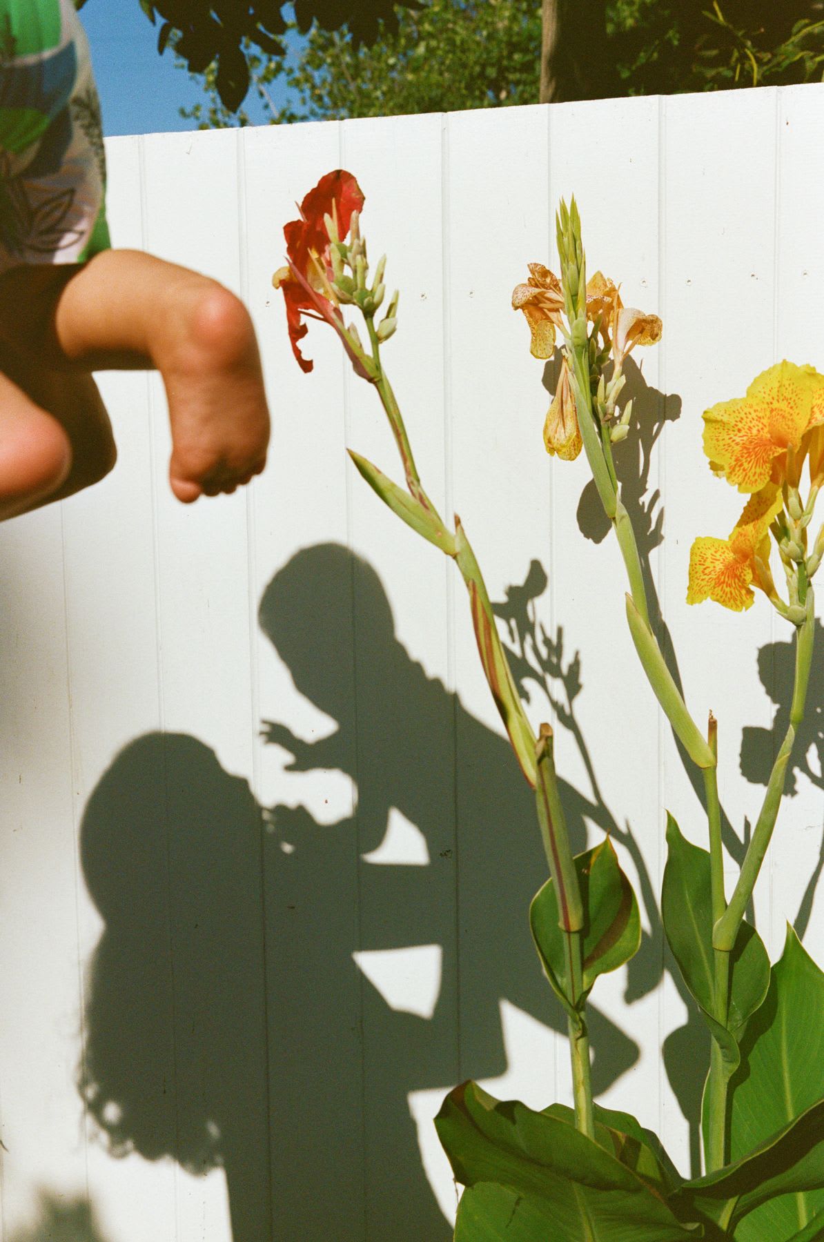 Shadow of a woman playing with a child is projected over a white fence, among vibrant flowers in the sun.