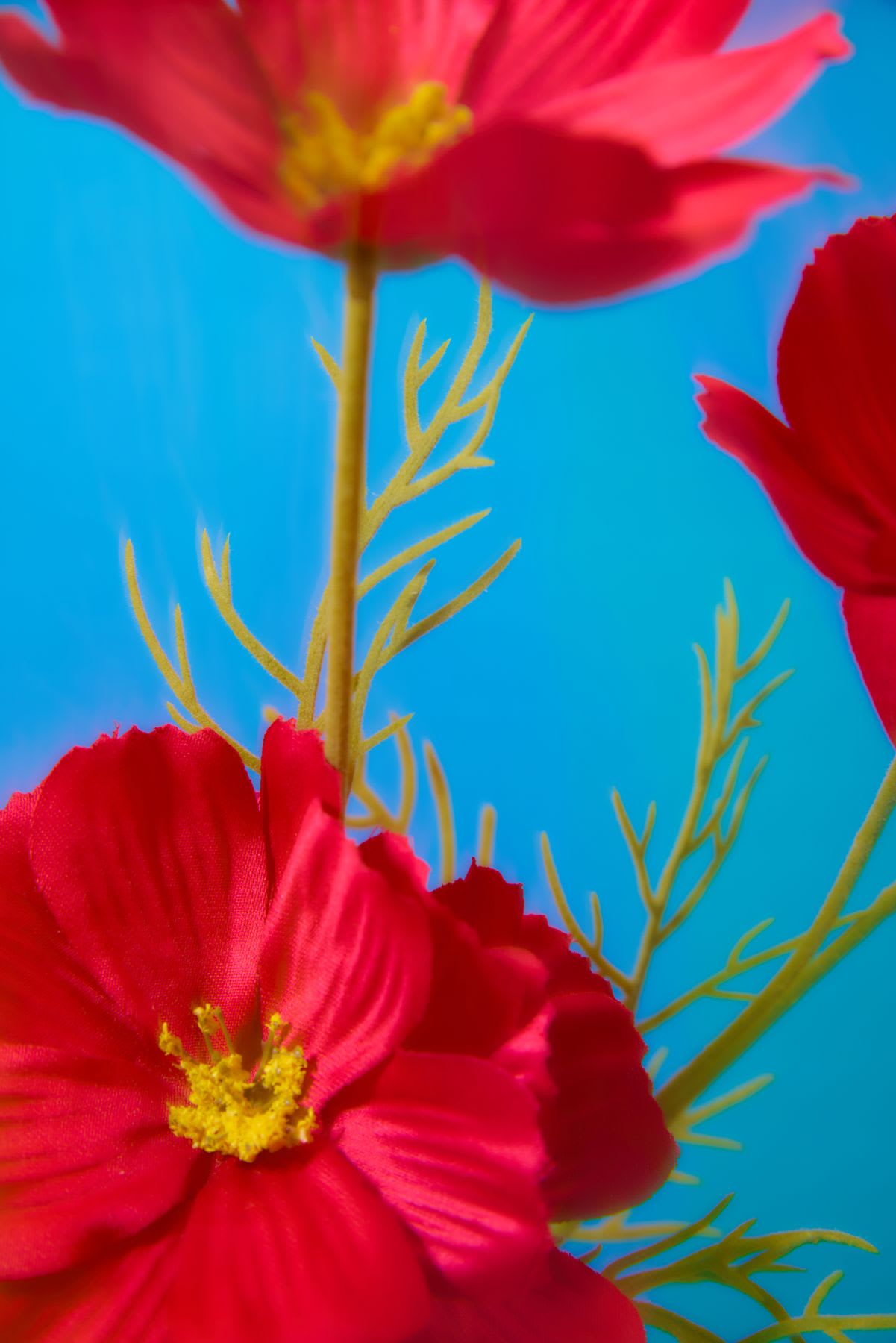 two flowers existing with each other