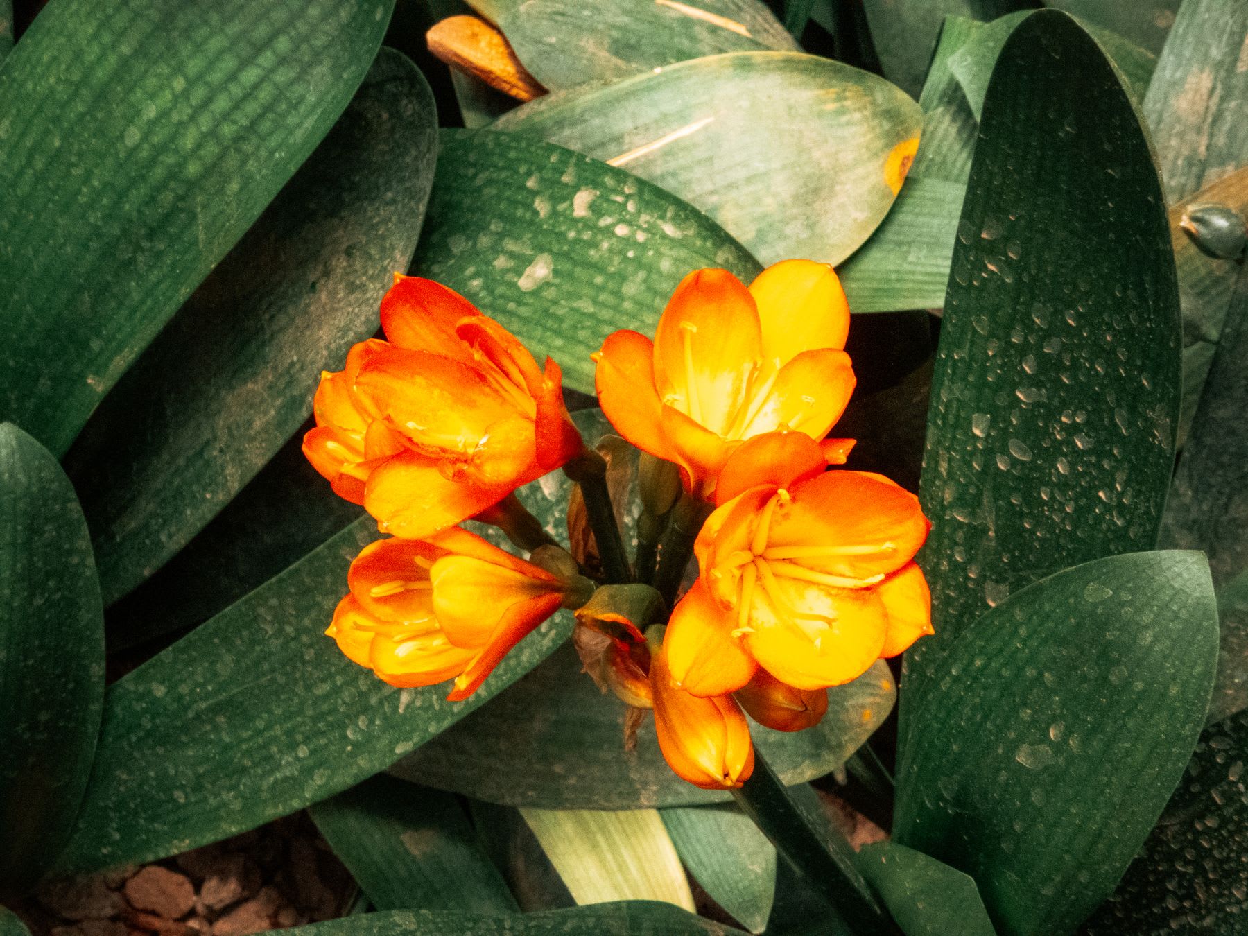 Bright orange flowers contrast with the long wide leaves of a plant growing outdoors.