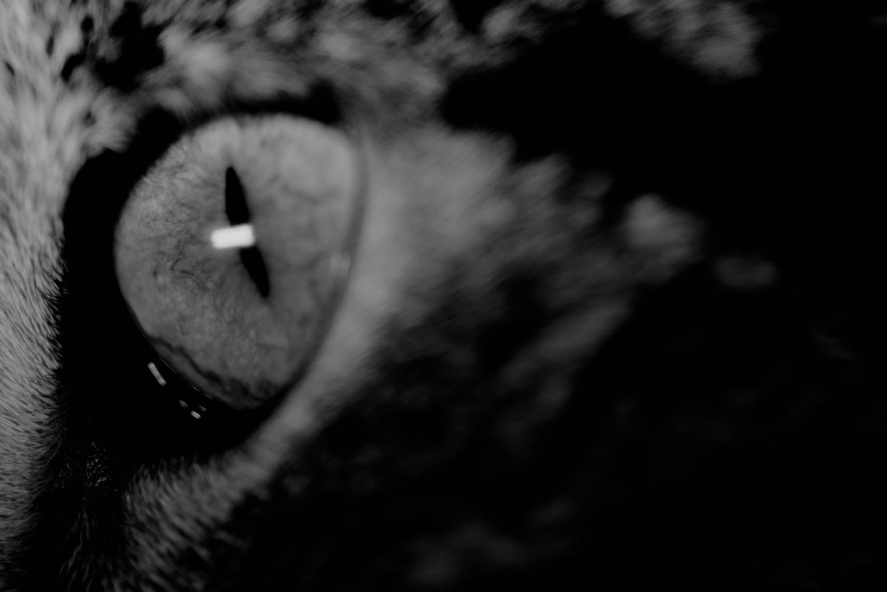 An intense, black and white close-up shot captures the mesmerizing eye of a feline predator.