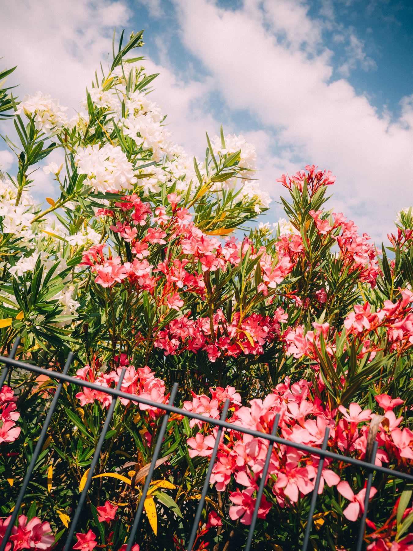 Vibrant pink and white flowering bushes grow behind a dark metal fence under a blue sky with fluffy white clouds.