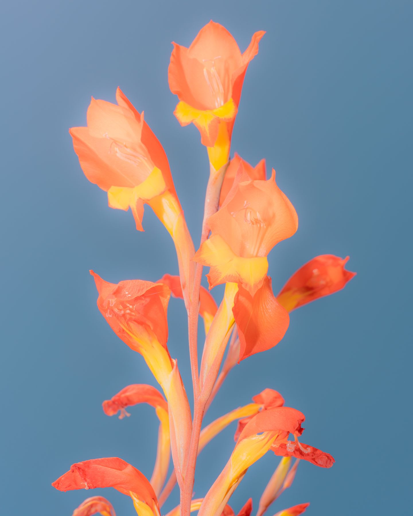 A vibrant stalk of orange and yellow gladiolus flowers with a soft glow stands against a solid blue background.