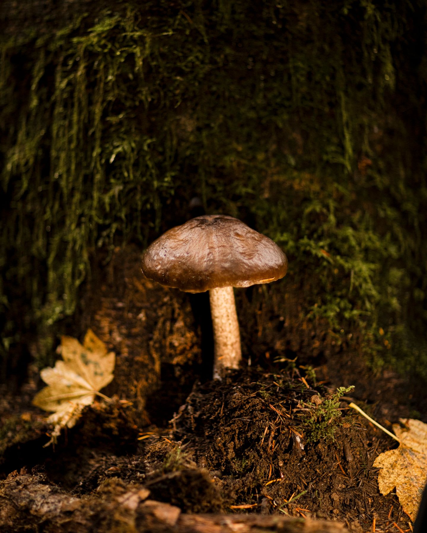 A single mushroom stands in a small pile of dirt in front of trees at night.