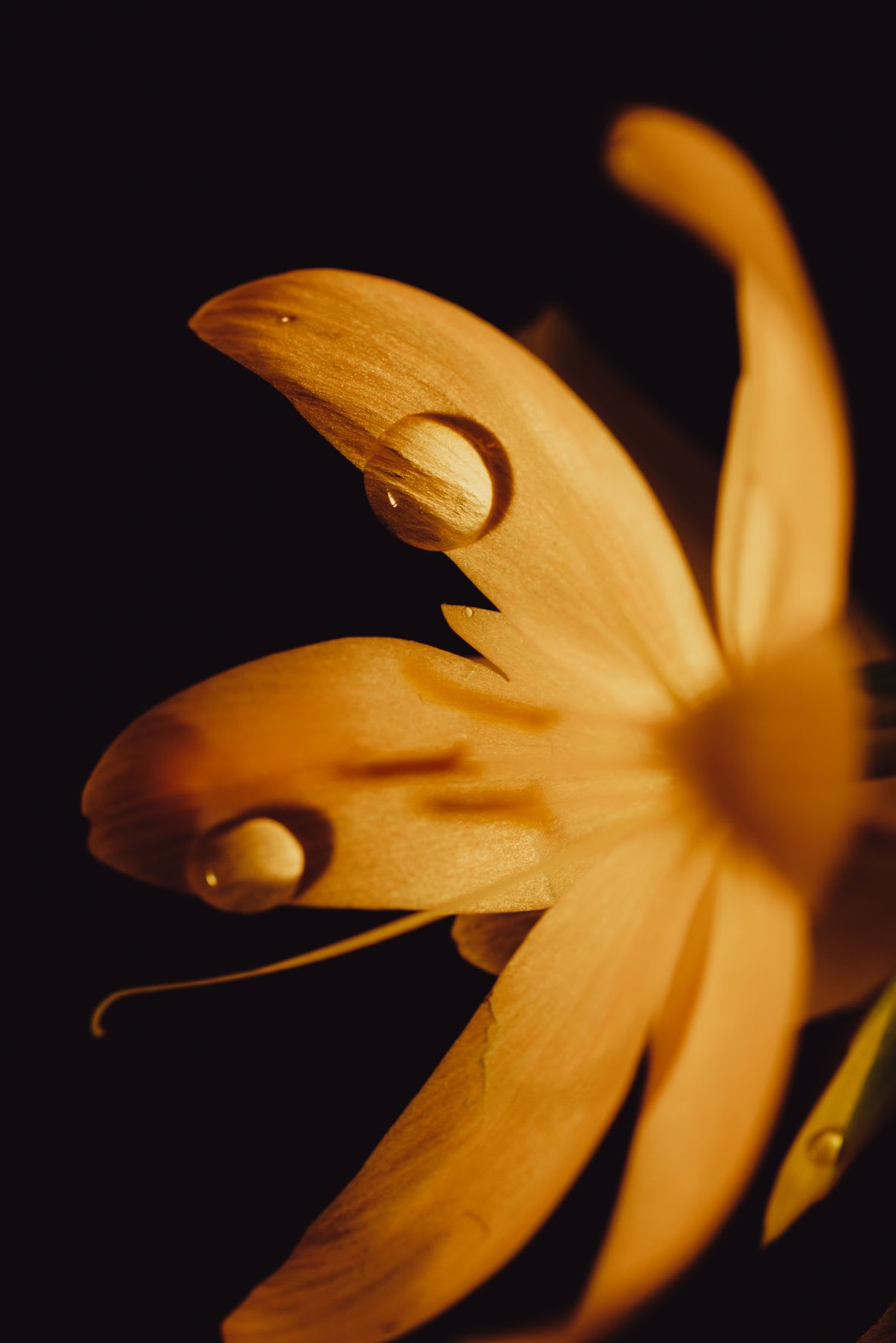 A stunning macro photograph captures shimmering water droplets resting on the delicate orange petals of a flower against a dark background.
