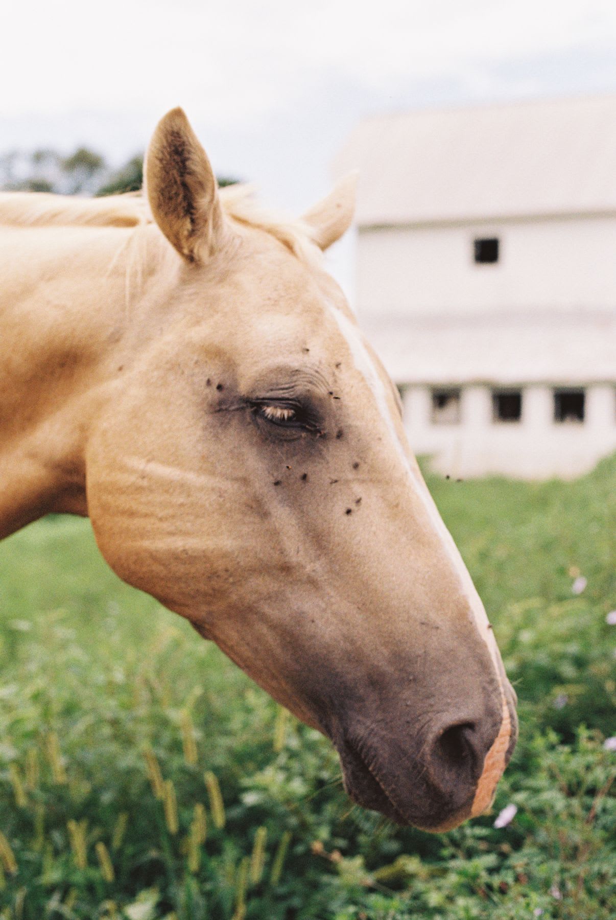 A close-up profile of a light brown horse with flies around its eye, standing in a grassy field with a white barn in the background.