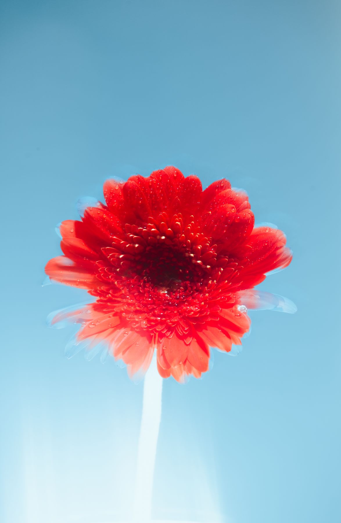 A bright red flower with dewy petals stands against a soft blue background.