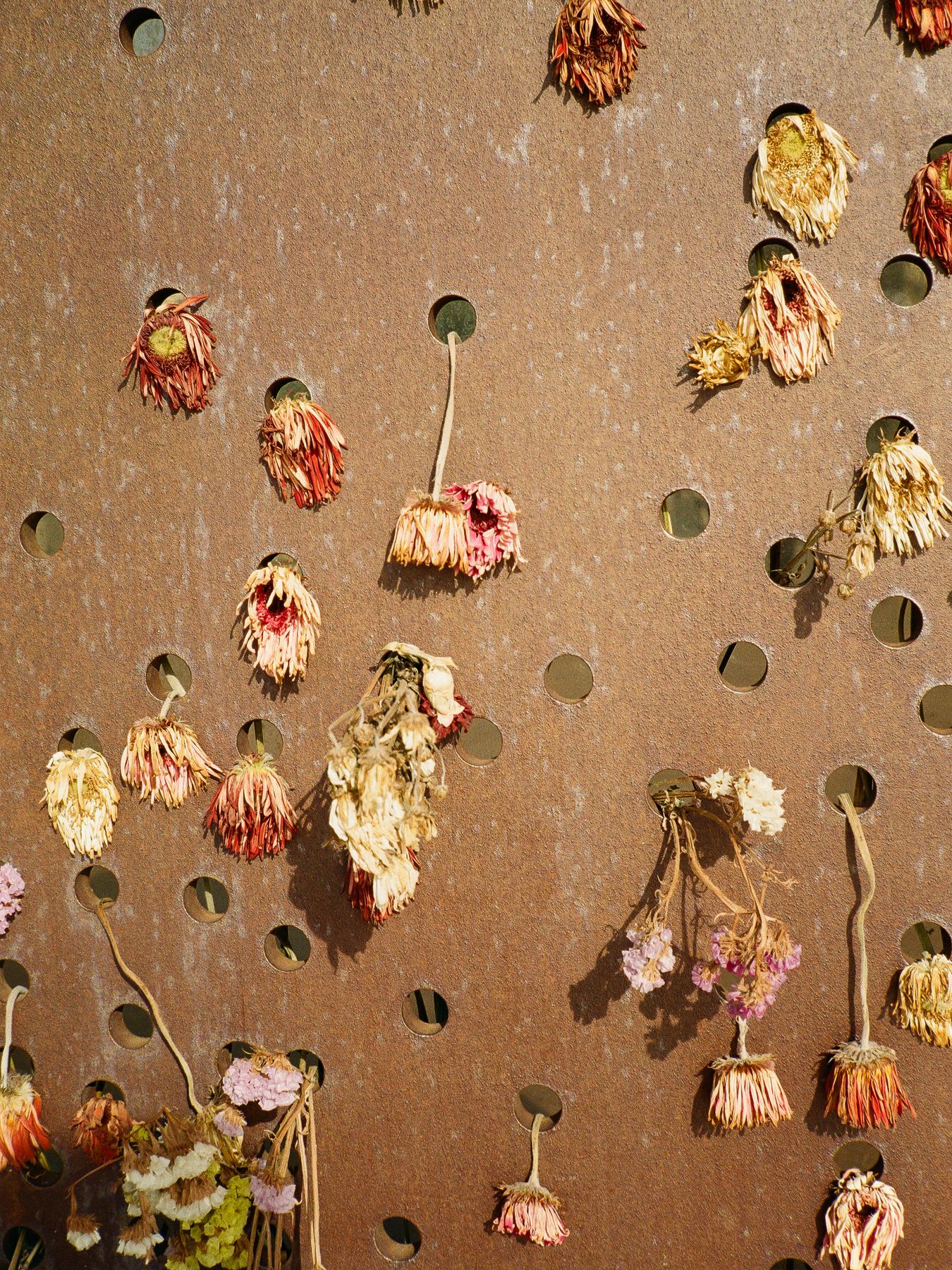 Dying flowers poke through holes in wooden panel.
