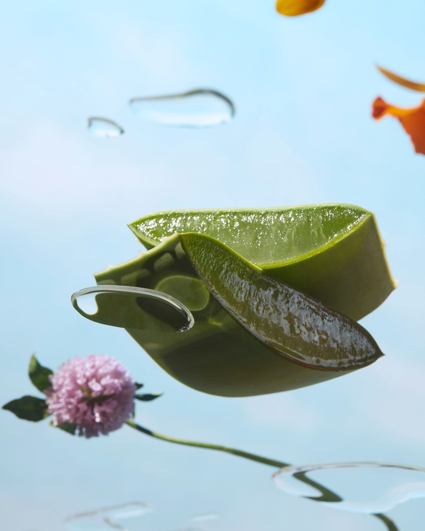 Flowers and a cross section of cut leaf floating in clear water