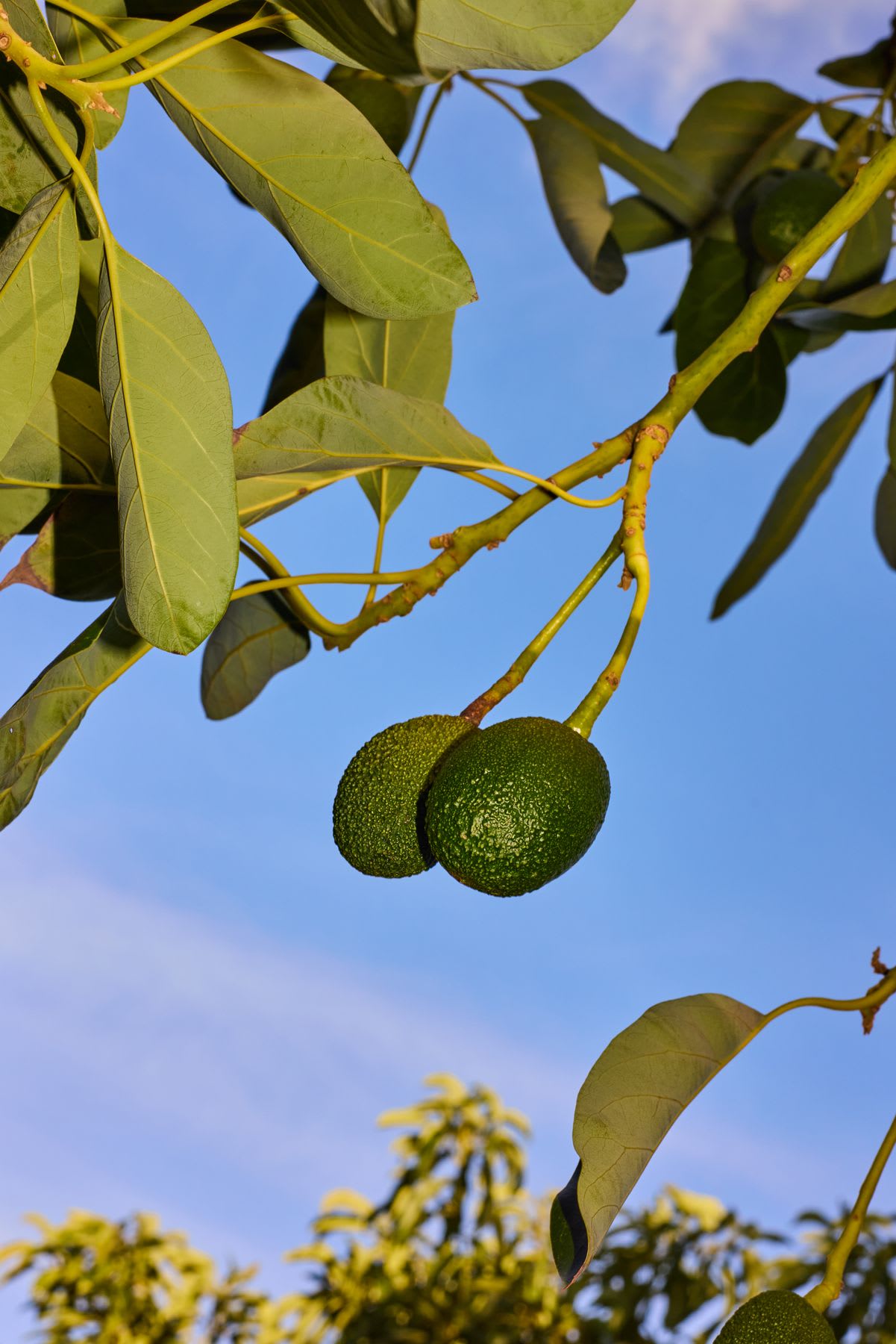 Two avocados growing on a branch.