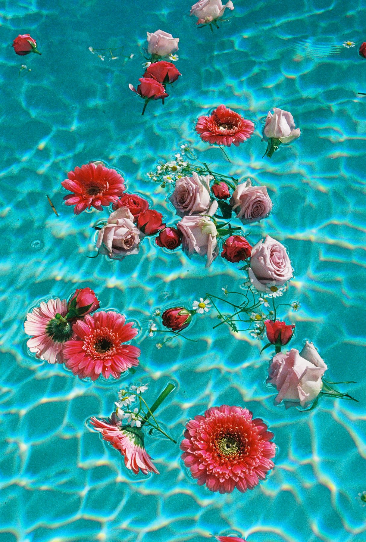 Colorful flowers floating in the water of a crystal clear pool, creating a serene and vibrant scene with the light reflecting off the water.