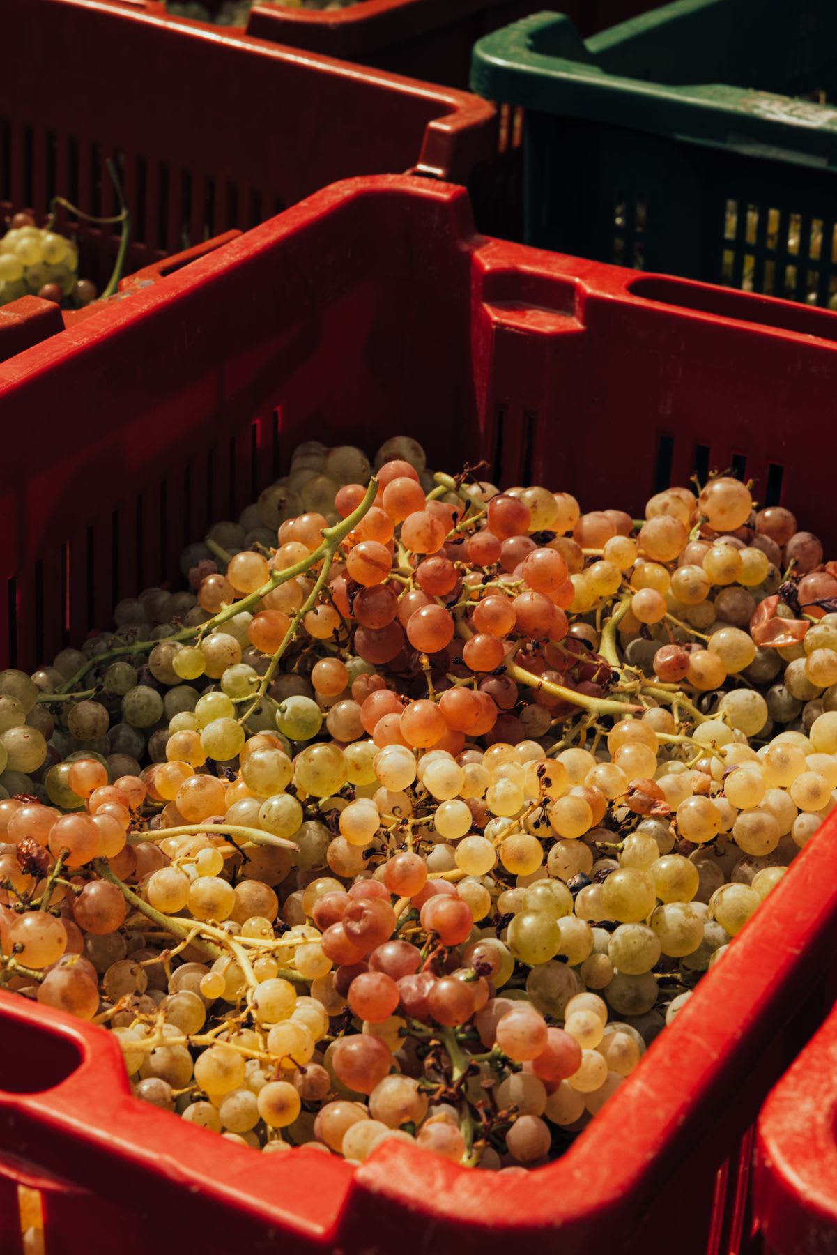A close-up shot of a red harvest crate brimming with ripe, sun-kissed white and rosé grapes.