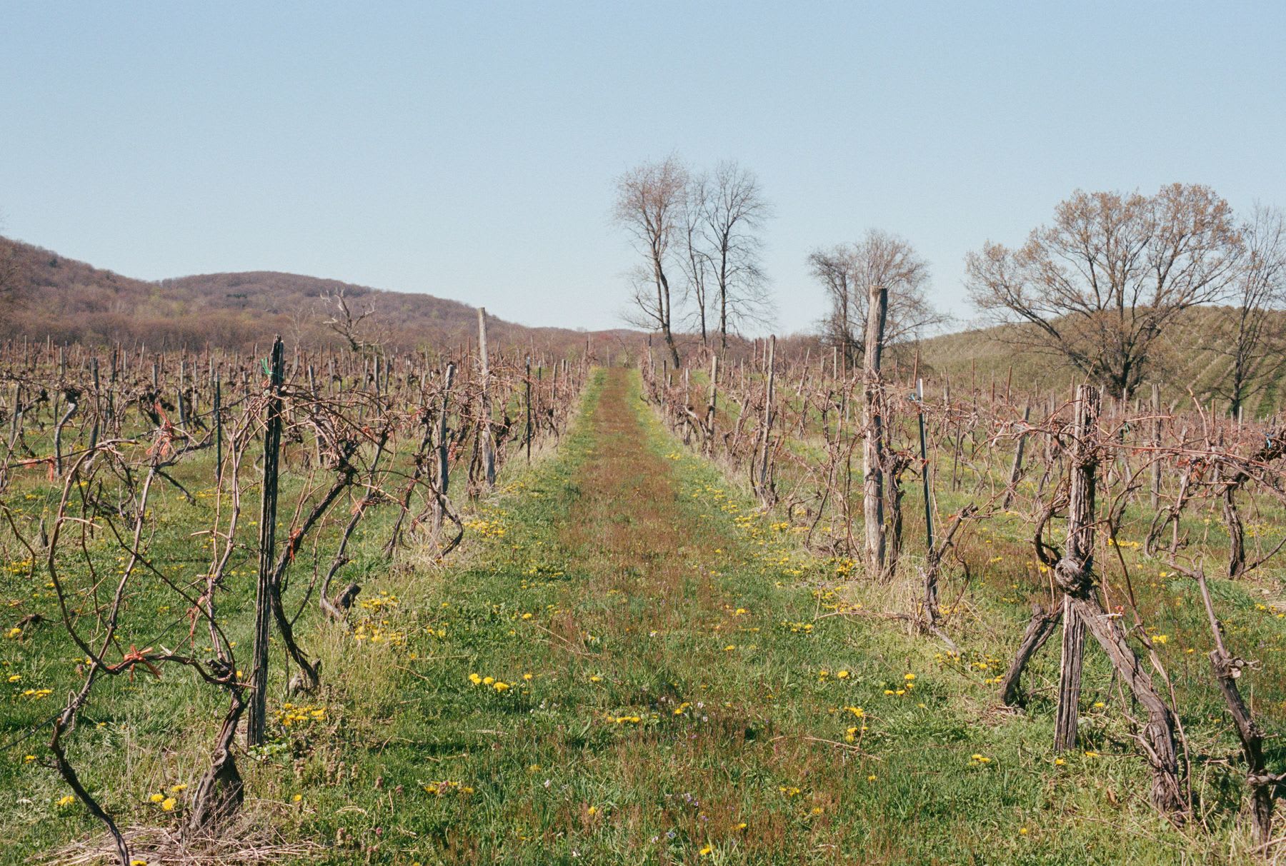 A grassy path winds through a vineyard of withered vines, their skeletal forms stark against the vibrant green landscape.