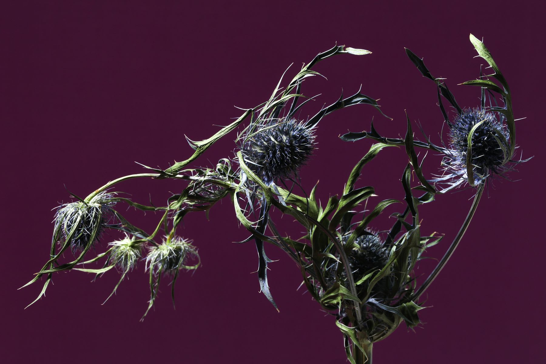 a leaf plant with series of blooming flowers on it.