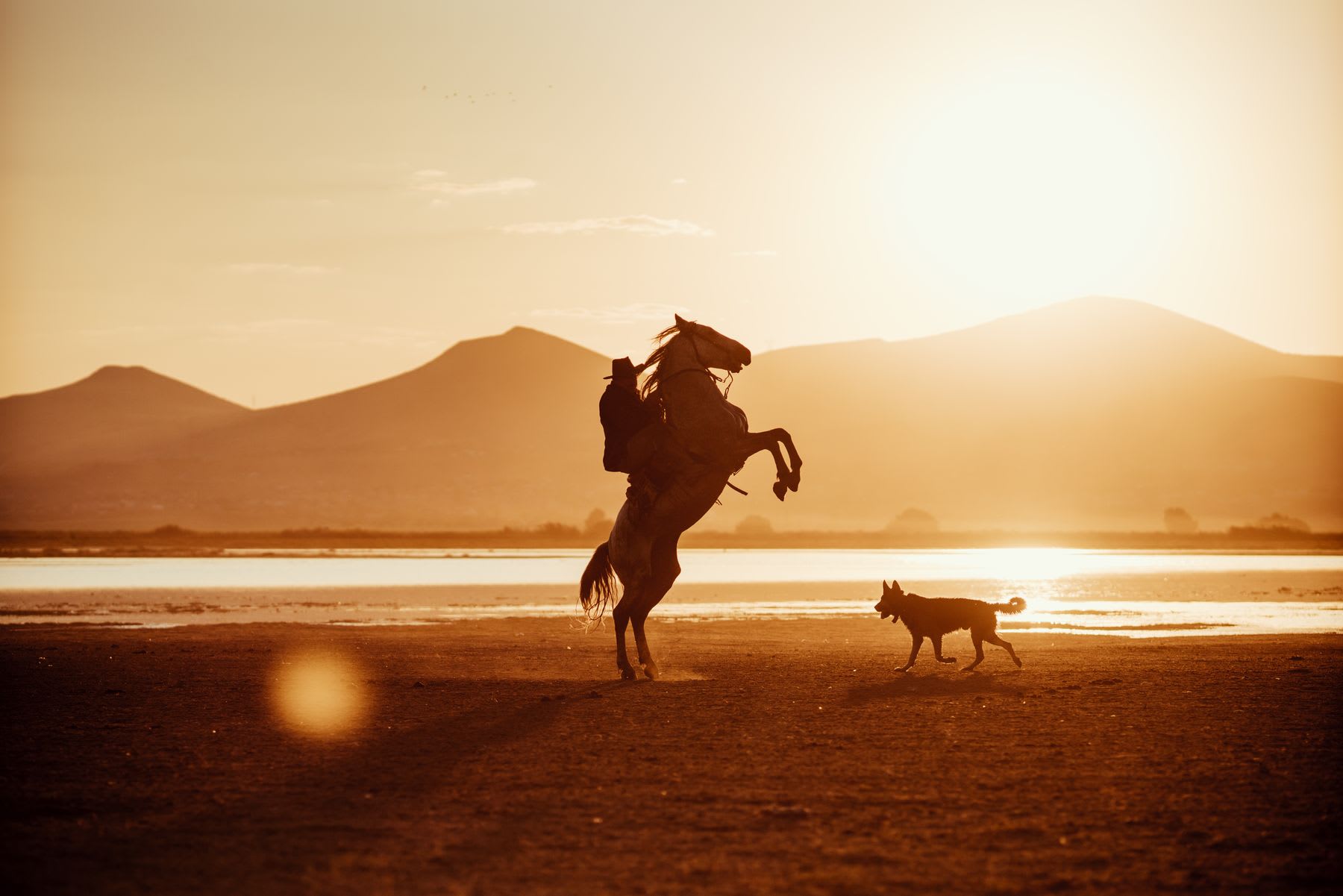 A wide image of a horse rider and a dog by the shore