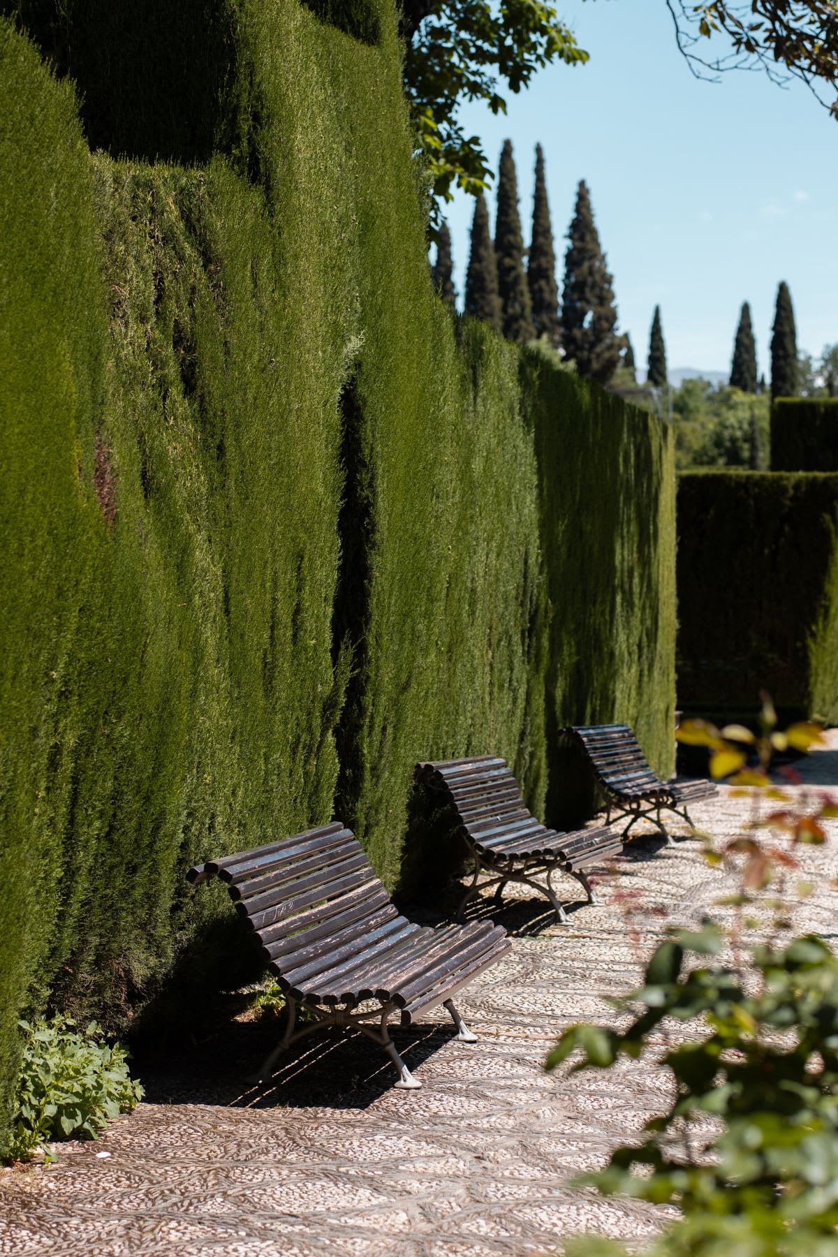 Wood benches lined up against a large green hedge