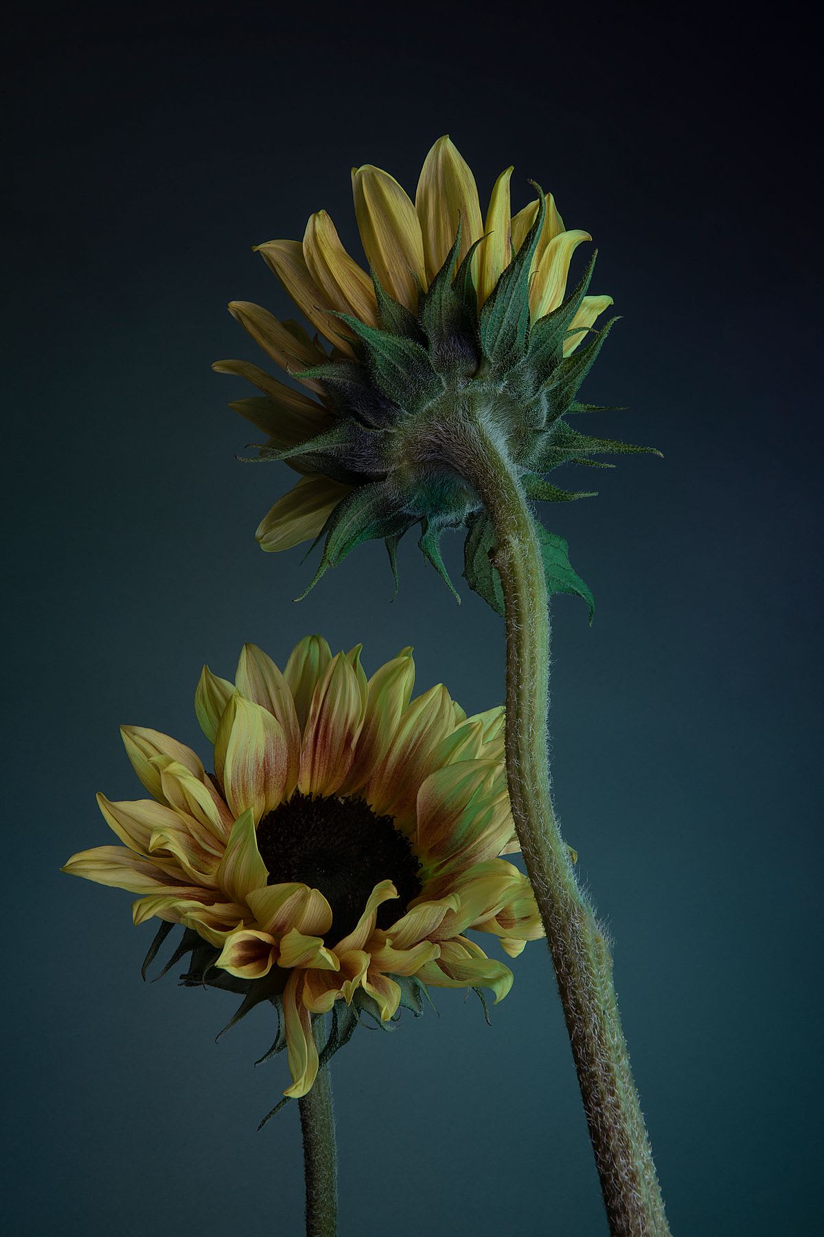 Two sunflowers with yellow petals and green stems are shown against a dark gradient background. One sunflower faces forward, while the other is turned away, showing the back of its head.