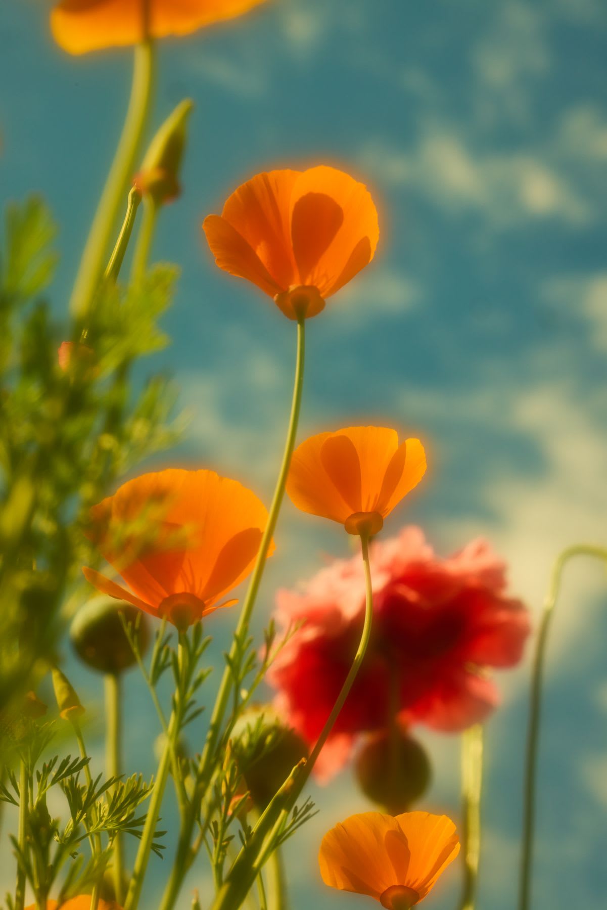 A dreamy low-angle view of vibrant orange and red poppies reaching towards a soft blue sky with clouds.