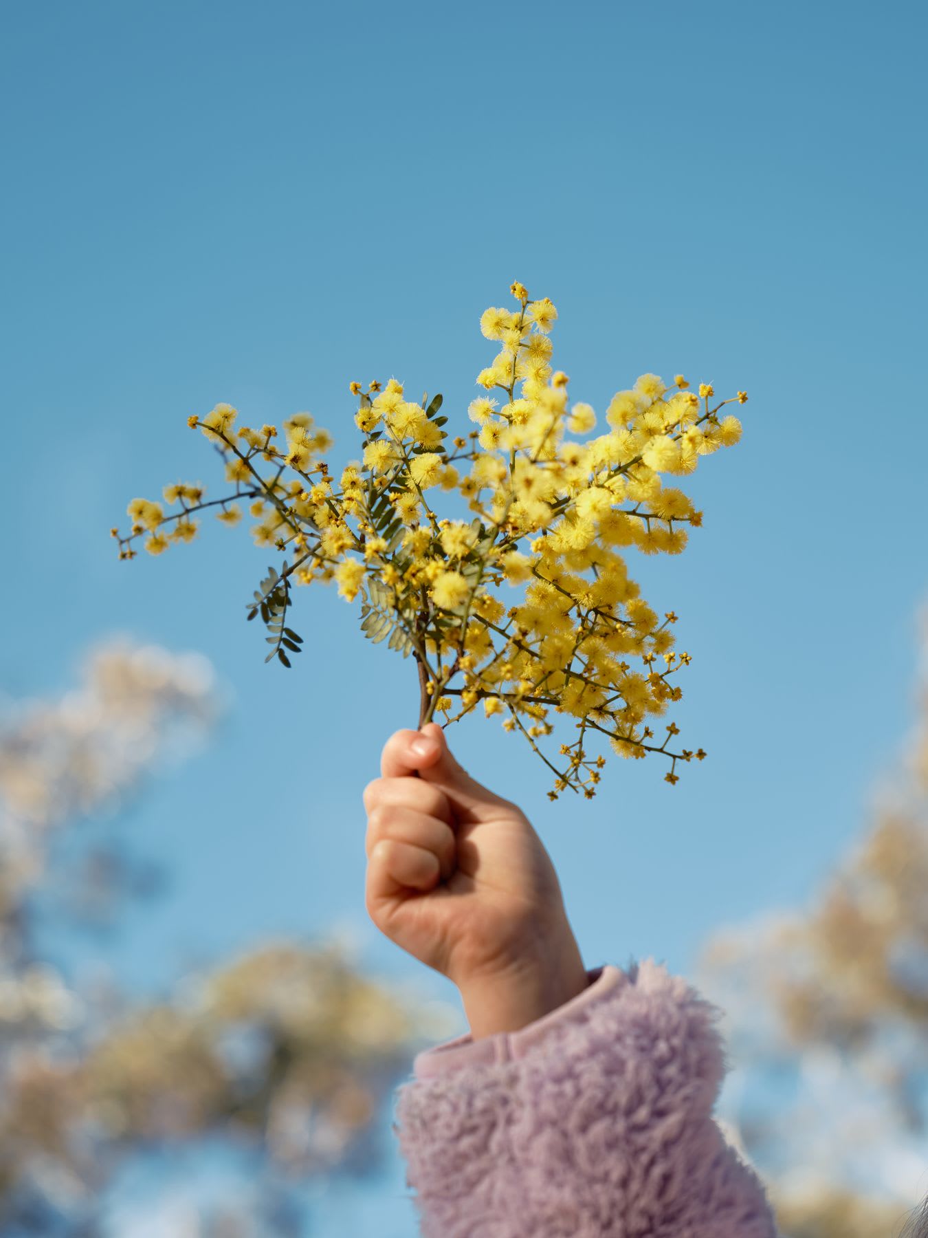 A child's hand in a fuzzy purple sleeve holds a small bouquet of yellow mimosa flowers up against a clear blue sky.
