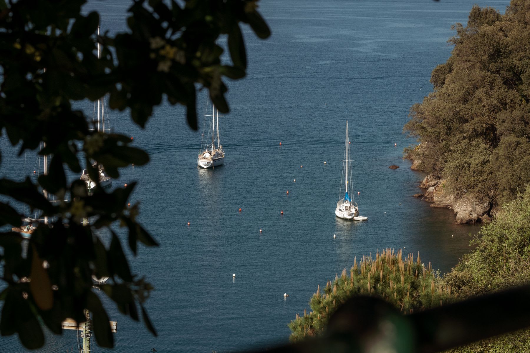 Two sailing boats in a bay near a land with several trees