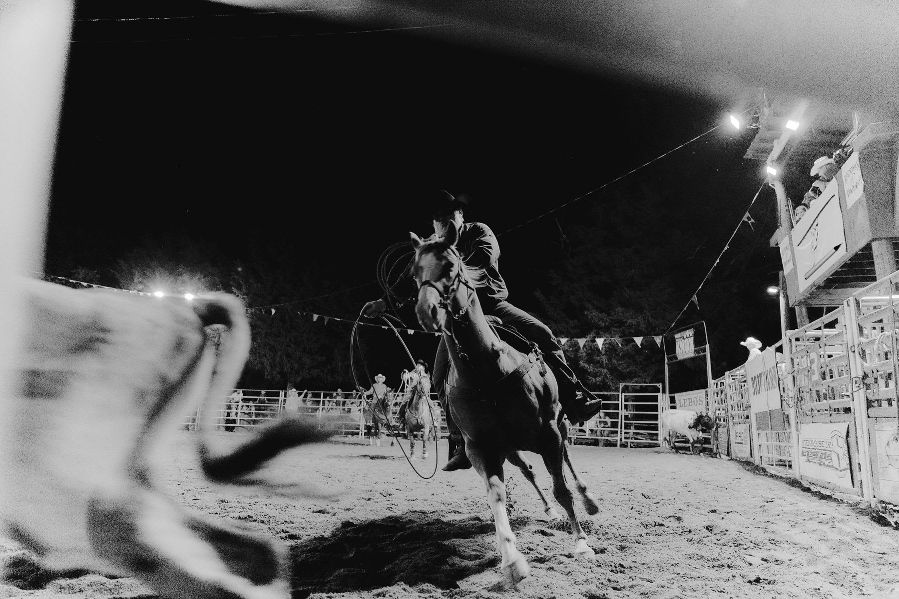 Cowboy prepares to lasso a steer during a rodeo at night.