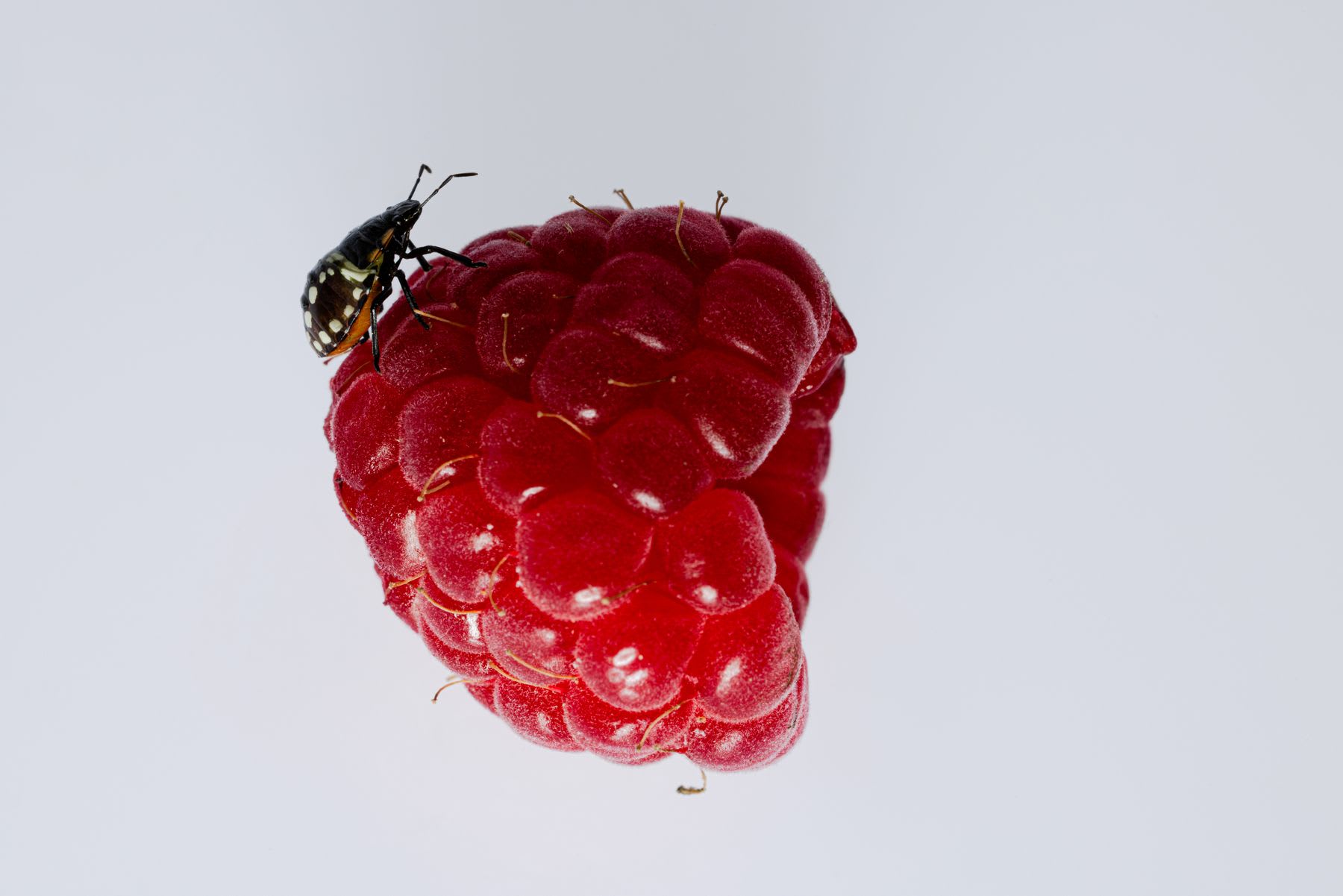 A small insect walking on the surface of a red fruit berry full of goblets