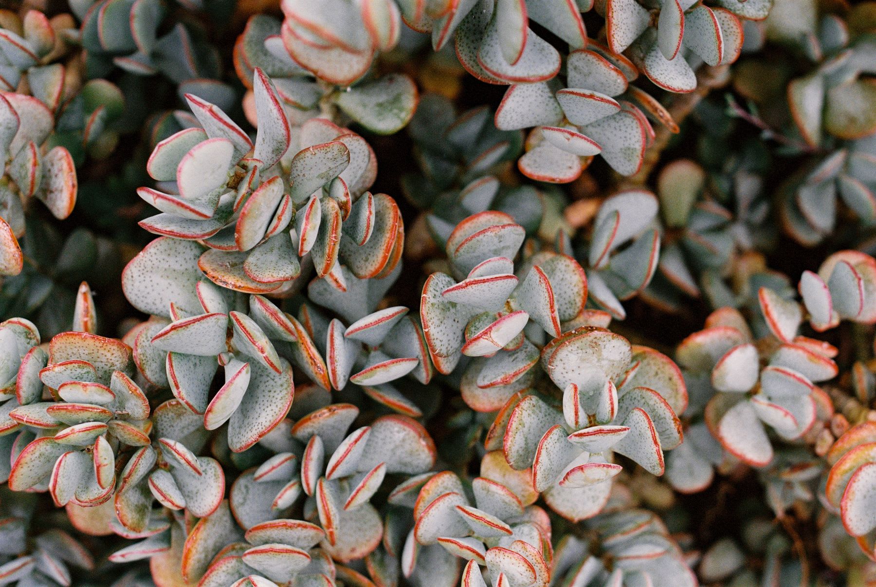 A close-up, top-down view of a succulent plant with unique silvery-green leaves edged in a vibrant reddish-orange color.