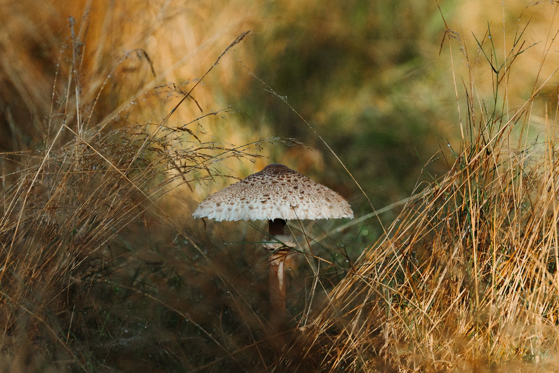 A small mushroom with an umbrella shaped cap is growing in a clearing in a grassy field.