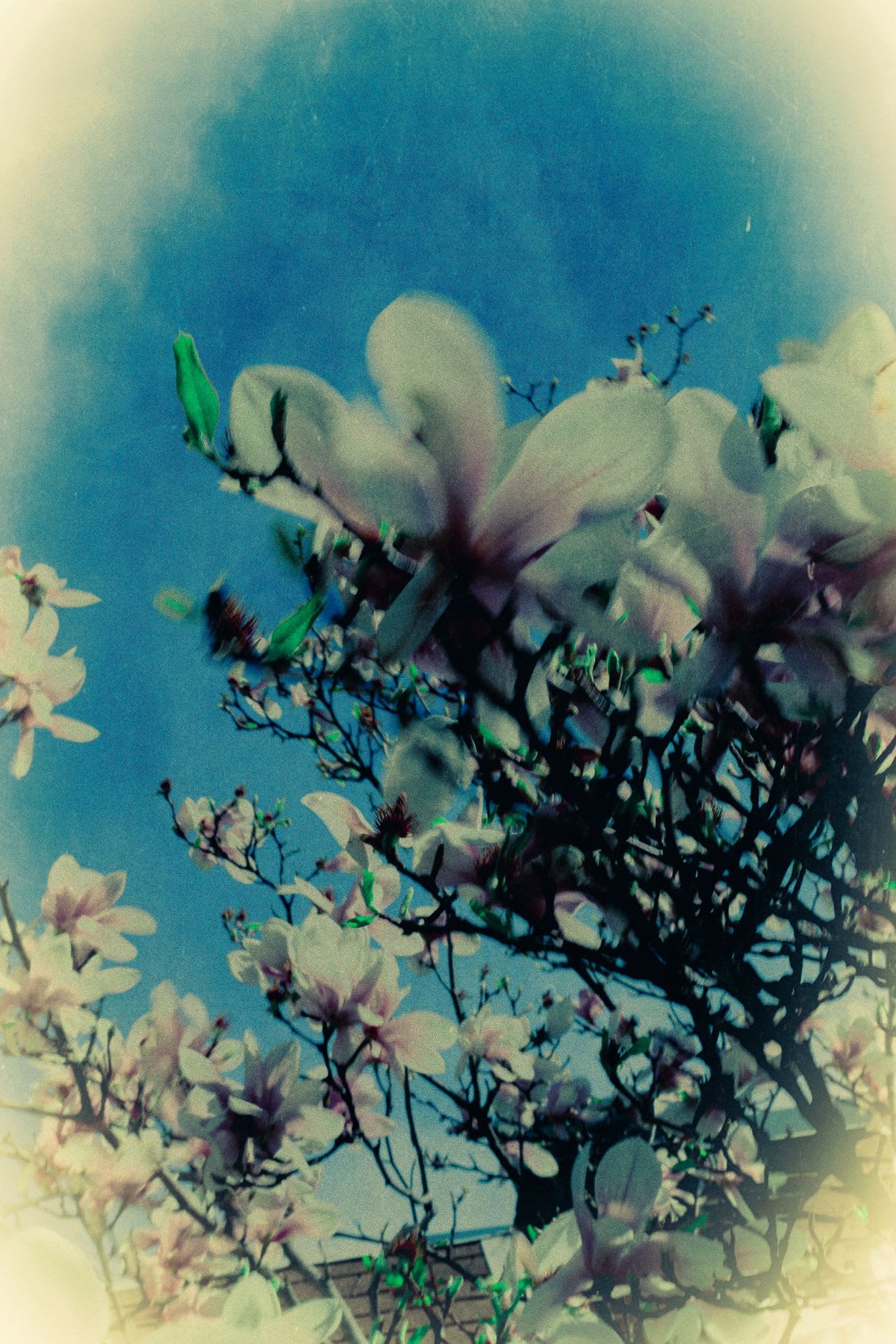 A dreamy, vintage-style photograph captures blooming magnolia flowers against a vibrant blue sky.