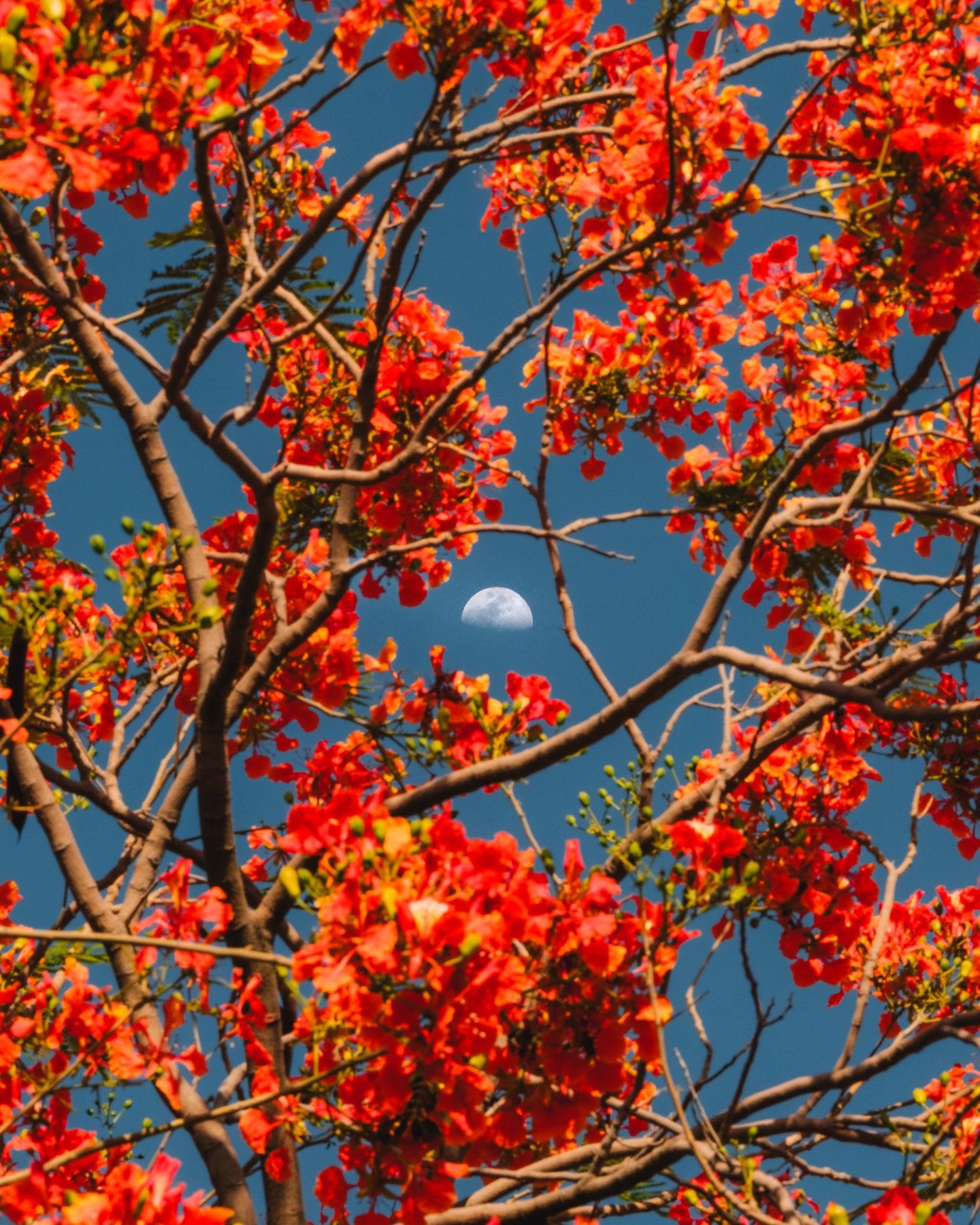 The daytime moon is perfectly framed by the vibrant red flowers and twisting branches of a blooming tree against a clear blue sky.