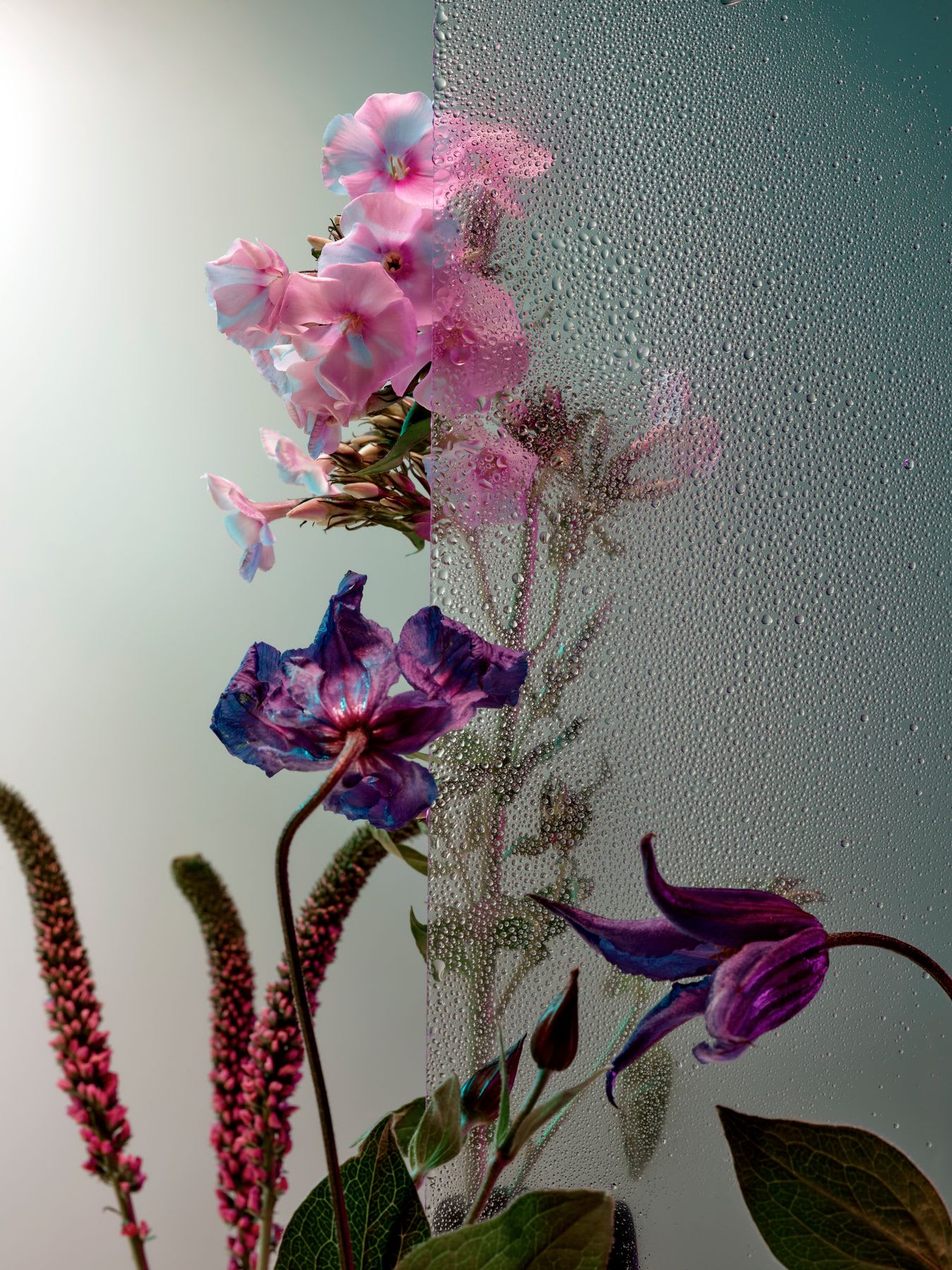 Various flowers in front of a glass panel with water droplets, creating a blurred effect on some of the flowers.