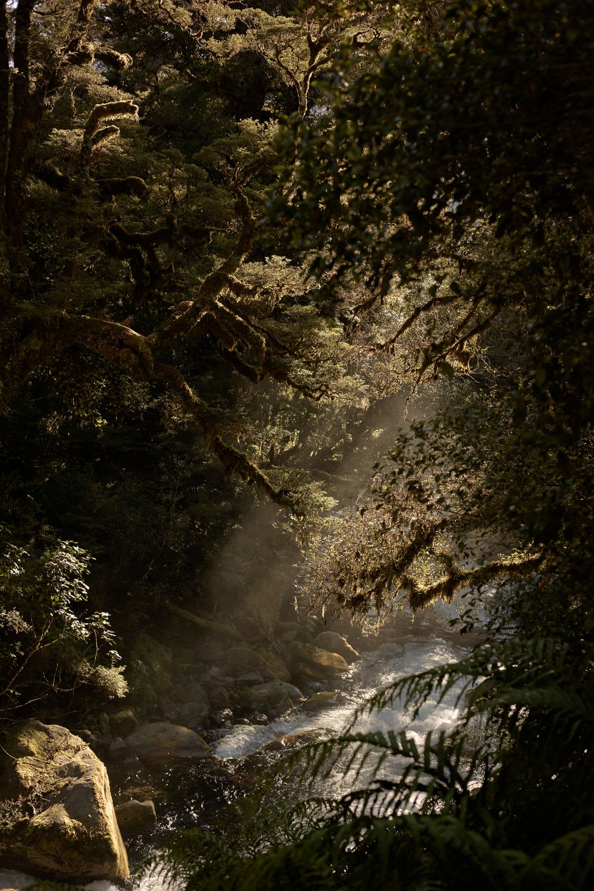 A forest with rays of light penetrating between the trees, illuminating a stream.