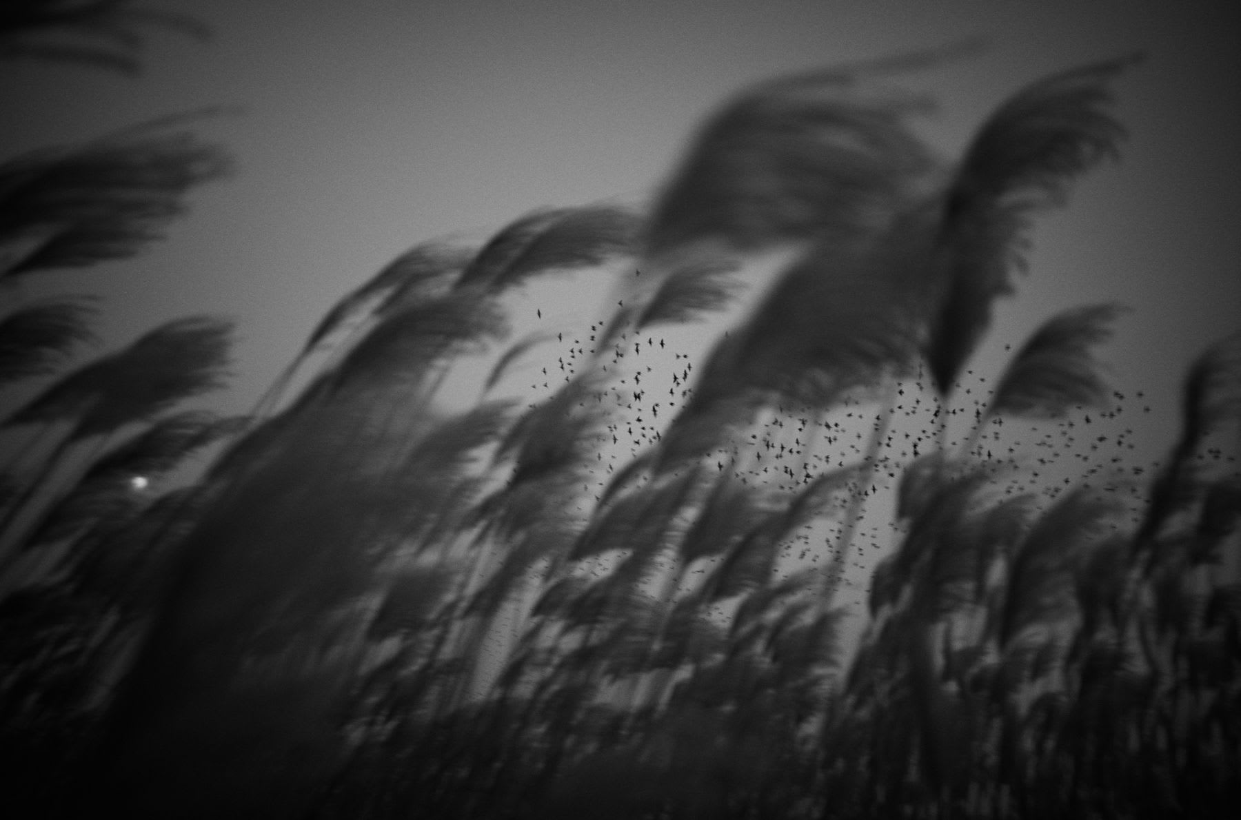 Some tall plants moving due to the wind and a flock of birds flying in the sky and it's all in black and white tones