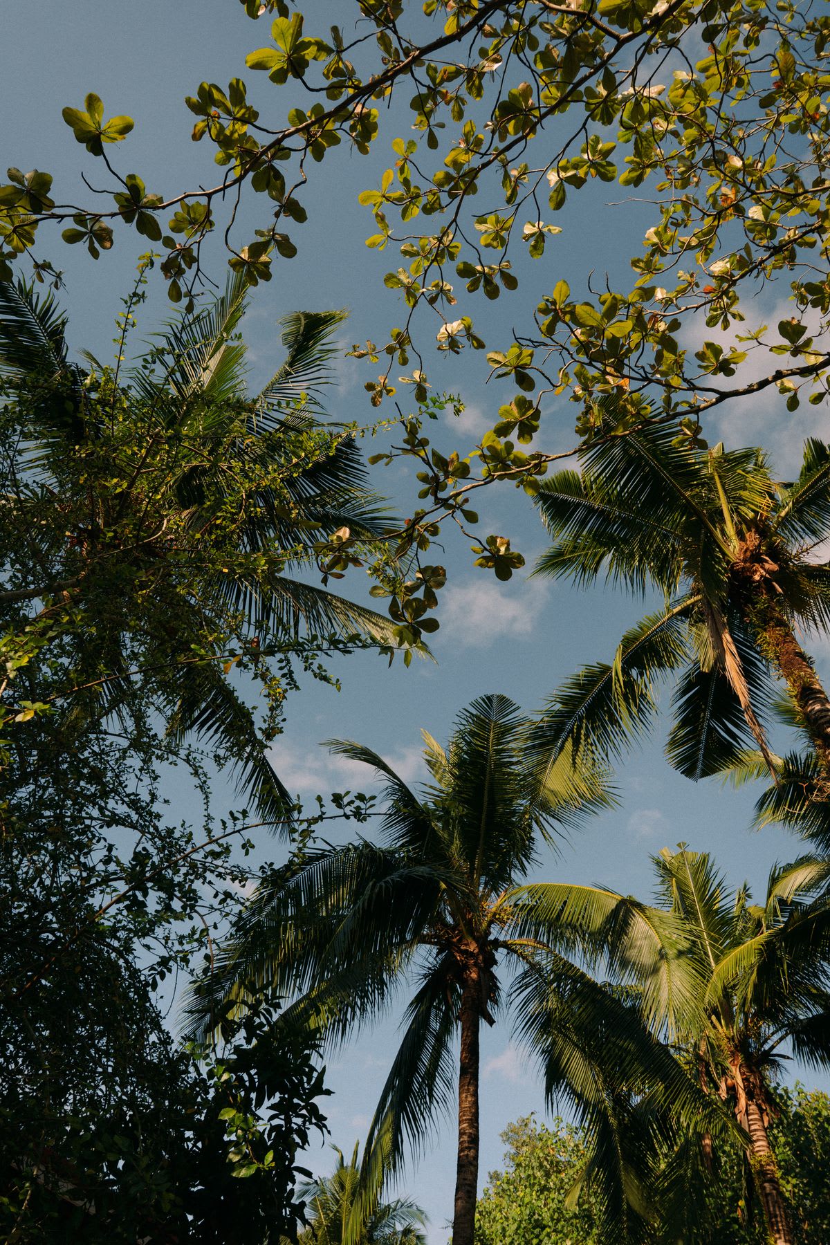 Palm trees tower over the other trees in a grove on a cloudy day.