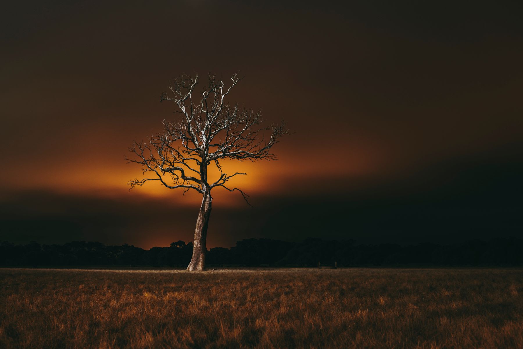 A view of a tree in a field at night