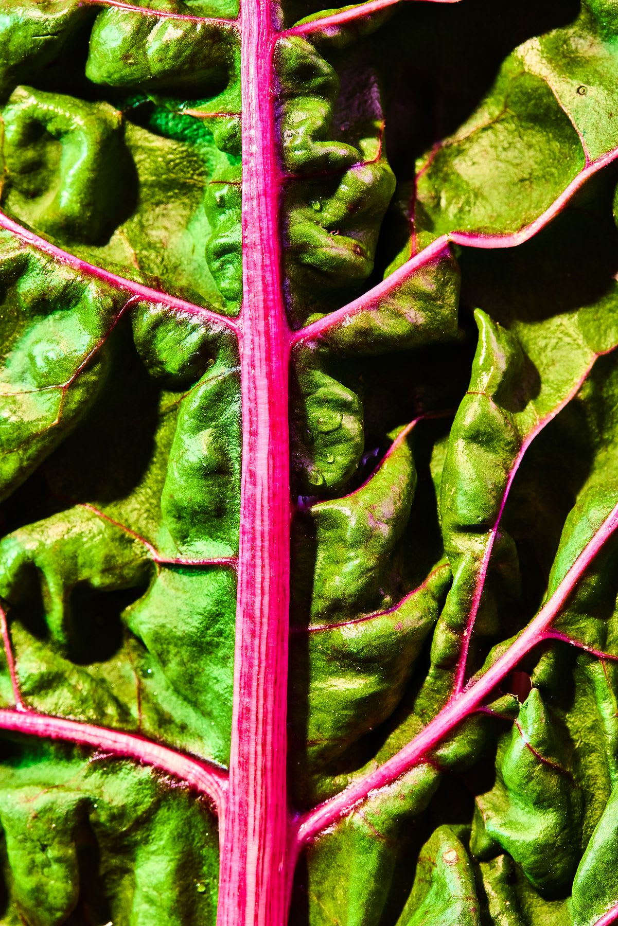 A close-up of a vibrant green leaf with deep pink veins running through the center and sides