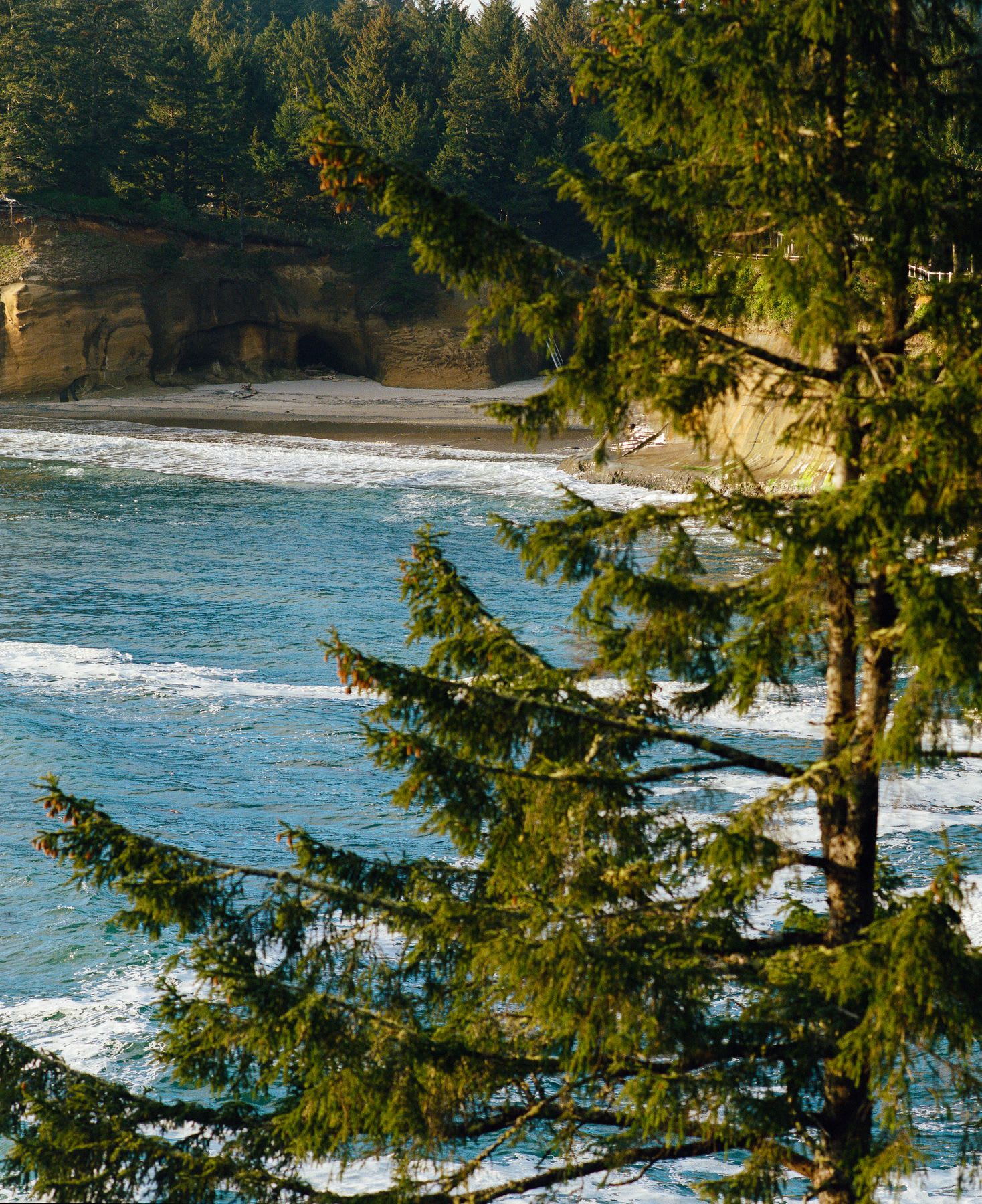 The azure waves gently kiss the shore, framed by the majestic silhouette of a towering tree